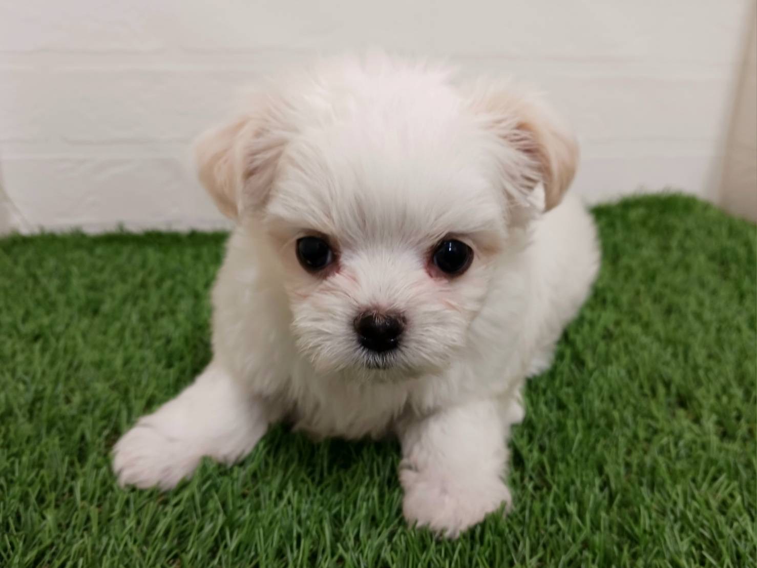 千葉県のチワマル/マルチワ(チワワ×マルチーズ) (ワンニャンハウス幕張店/2026年2月14日生まれ/女の子/ホワイトクリーム)の子犬の3枚目の画像