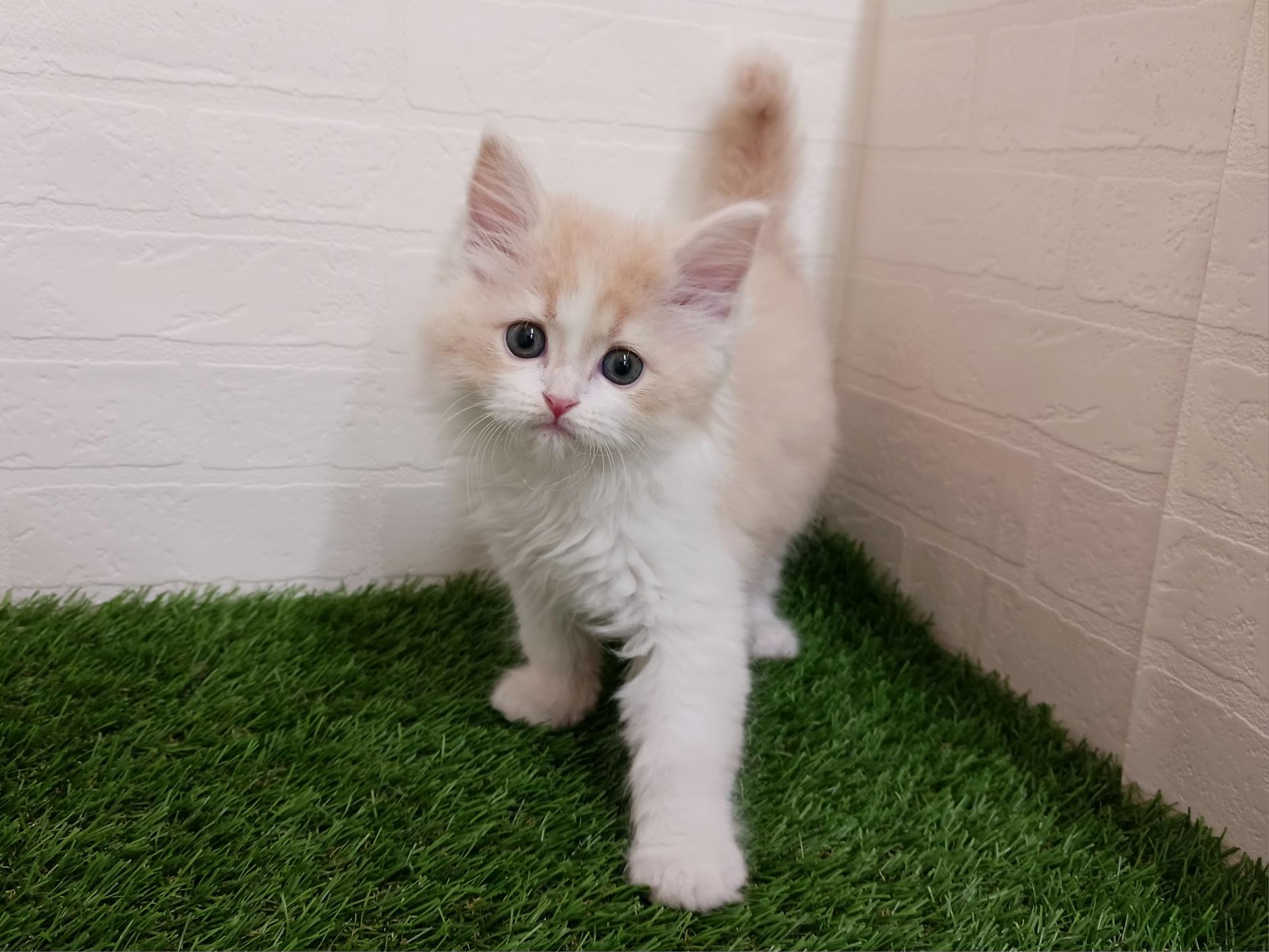 千葉県のサイベリアン (ワンニャンハウス幕張店/2026年2月2日生まれ/男の子/クリームタビーホワイト)の子猫の4枚目の画像
