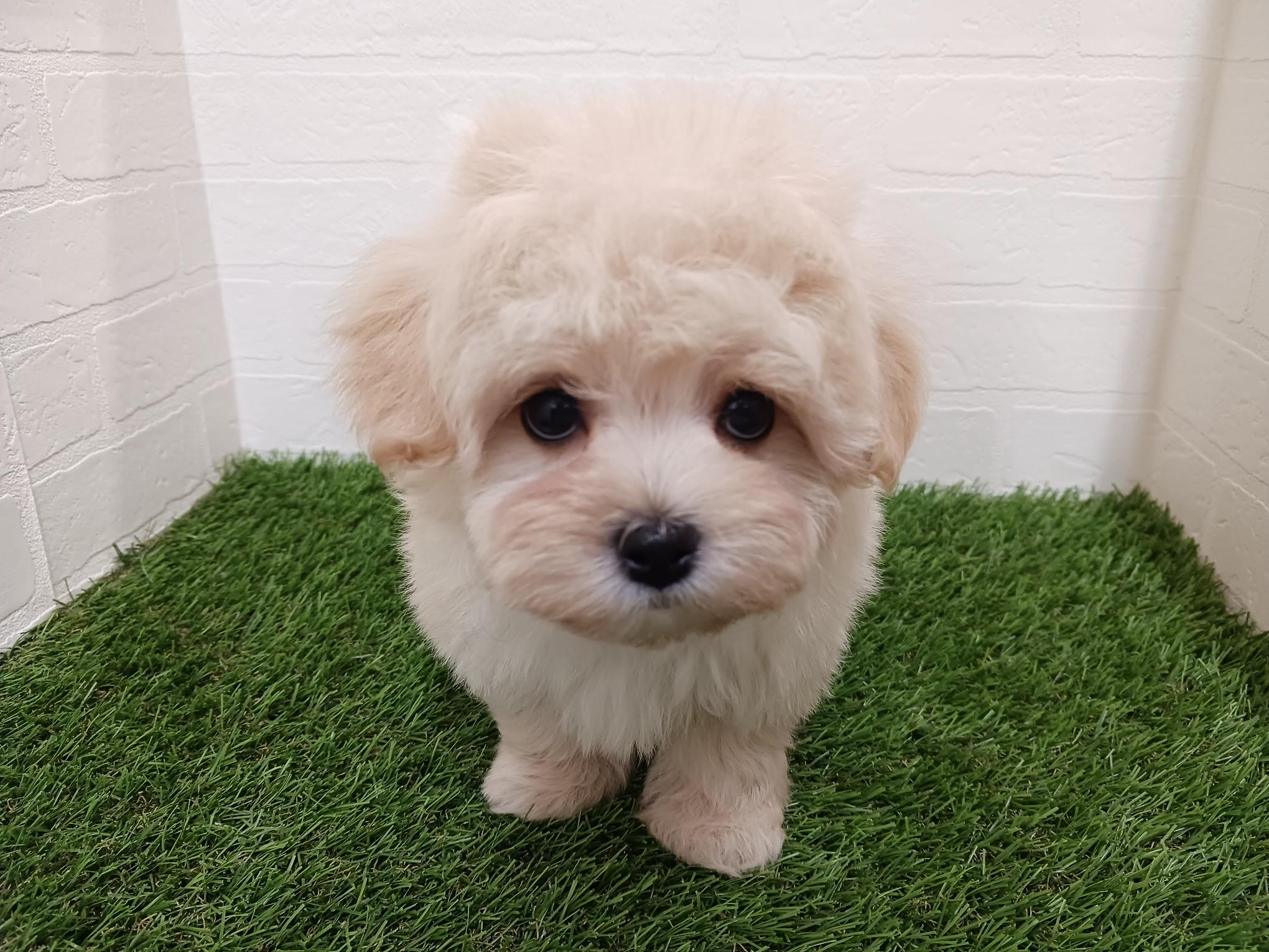 千葉県のマルプー(マルチーズ×プードル) (ワンニャンハウス幕張店/2025年12月1日生まれ/女の子/クリーム)の子犬の1枚目の画像