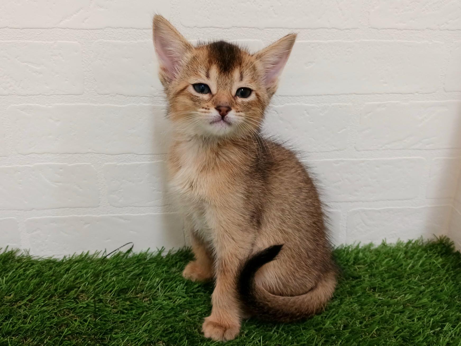 千葉県のハーフ猫・ミックス猫 (ワンニャンハウス幕張店/2025年8月31日生まれ/女の子/レッド)の子猫の2枚目の画像