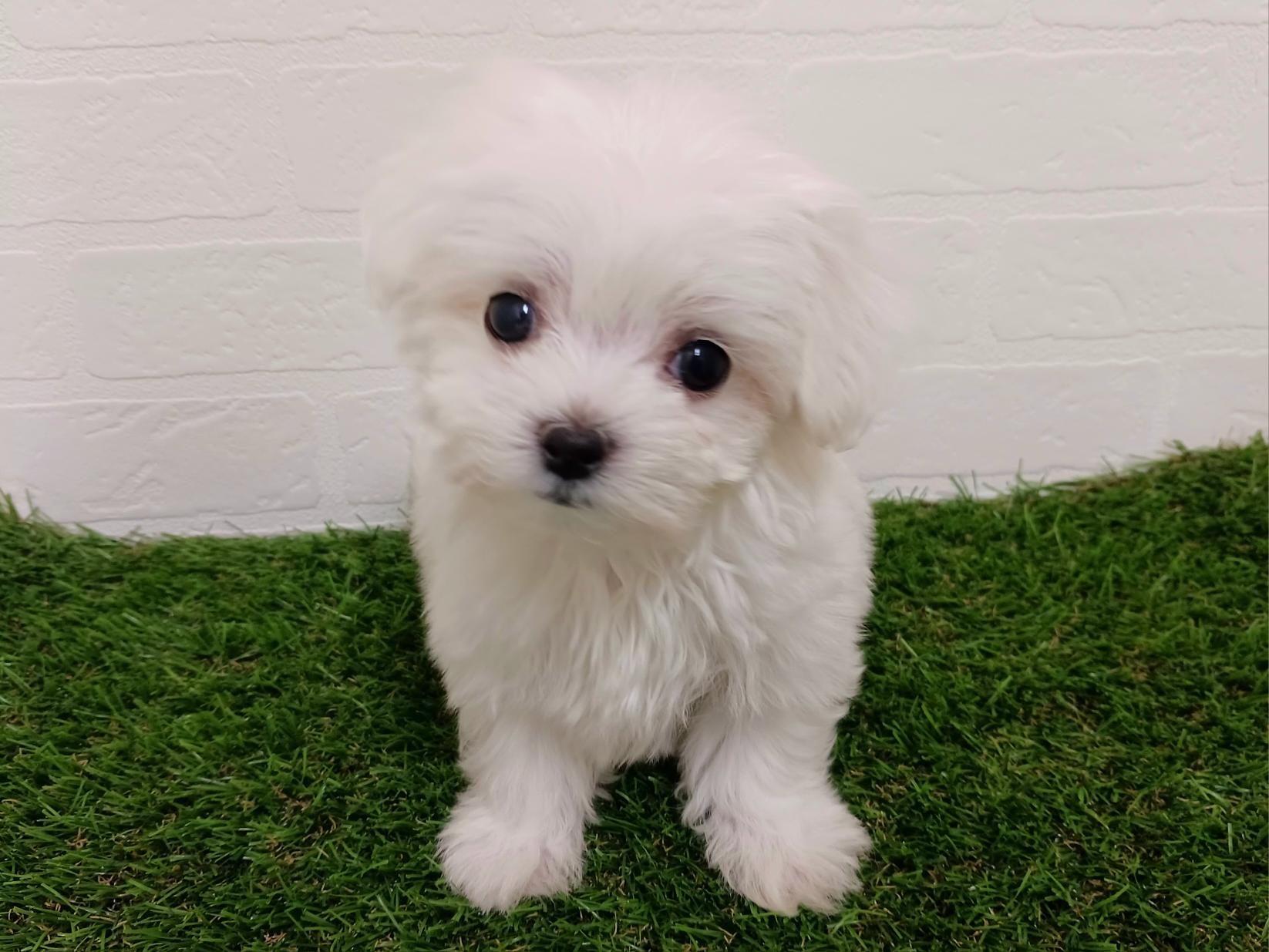 千葉県のマルチーズ (ワンニャンハウス幕張店/2025年10月21日生まれ/女の子/ホワイト)の子犬の4枚目の画像