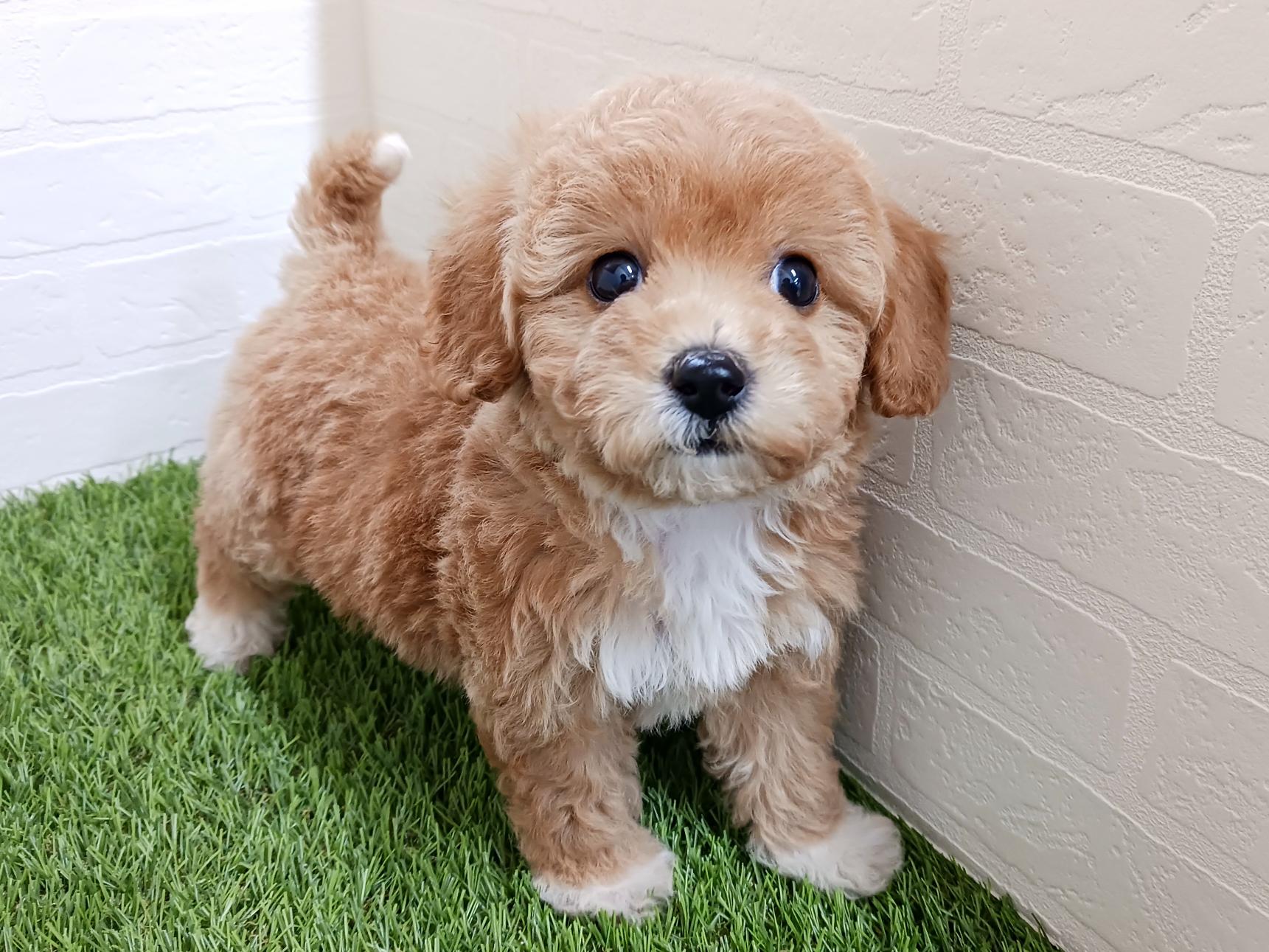 千葉県のビションプー(ビションフリーゼ×プードル) (ワンニャンハウス幕張店/2025年11月10日生まれ/女の子/クリーム)の子犬の4枚目の画像