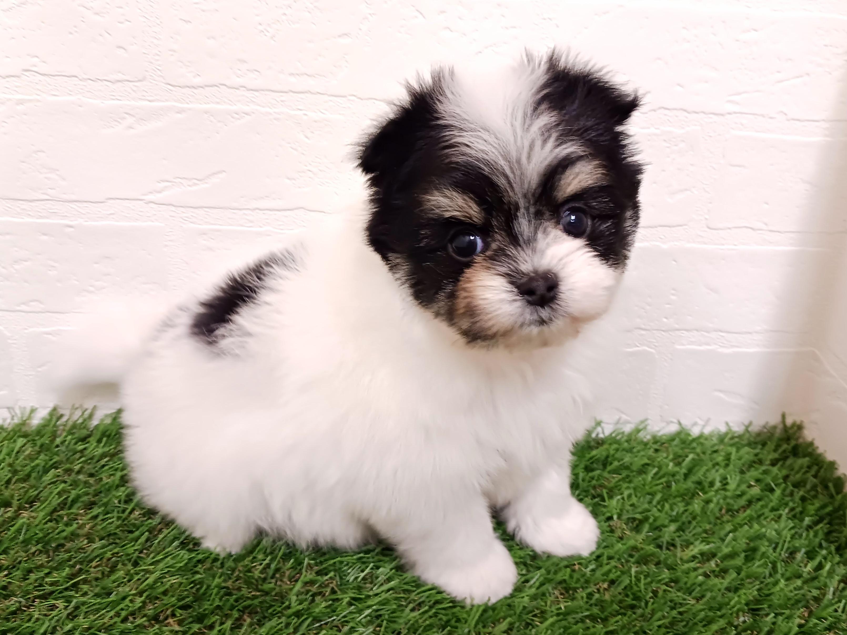 千葉県のポメマル/マルポメ(ポメラニアン×マルチーズ) (ワンニャンハウス幕張店/2025年12月22日生まれ/女の子/ホワイトブラックタン)の子犬の4枚目の画像