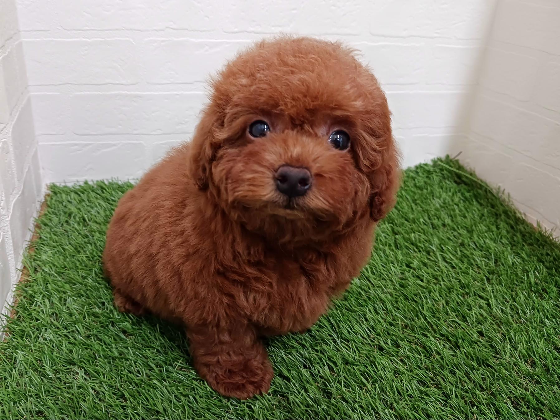千葉県のトイプードル(トイ) (ワンニャンハウス幕張店/2026年6月6日生まれ/男の子/レッド)の子犬の3枚目の画像
