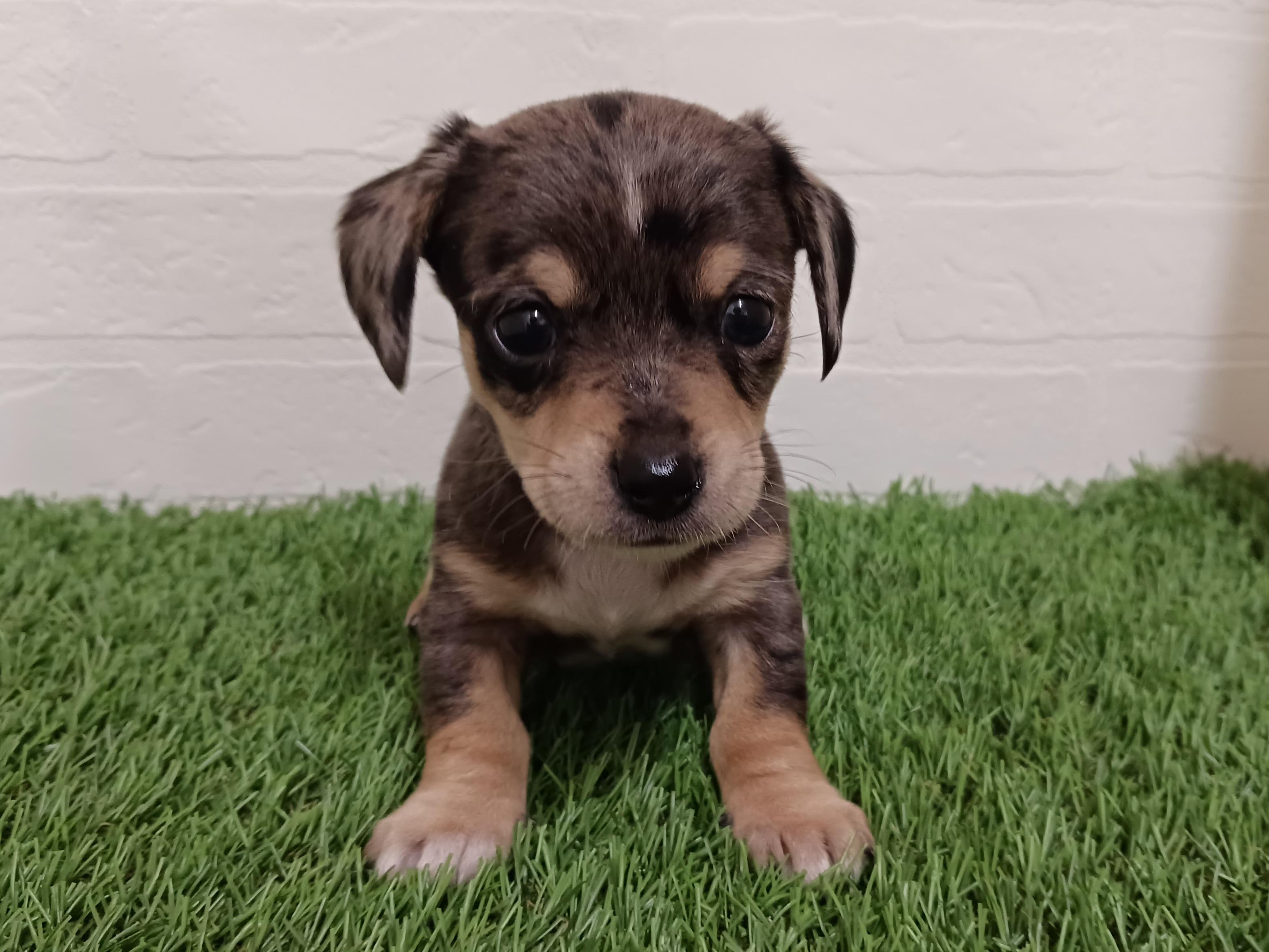 千葉県のハーフ犬（スムース） (ワンニャンハウス幕張店/2026年2月8日生まれ/男の子/シルバーダップル)の子犬の3枚目の画像