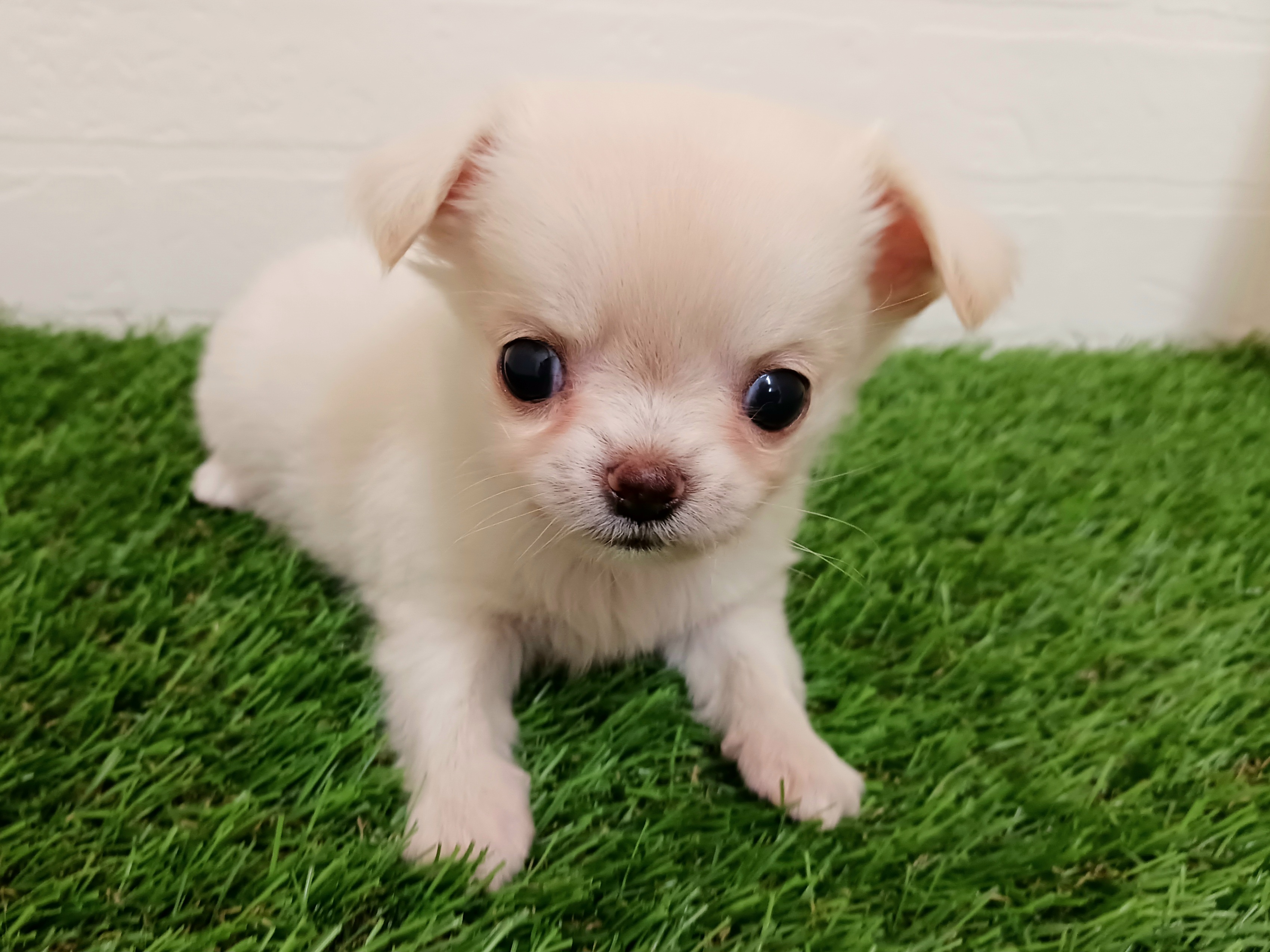 千葉県のチワワ(ロング) (ワンニャンハウス幕張店/2025年9月6日生まれ/女の子/クリーム)の子犬の2枚目の画像