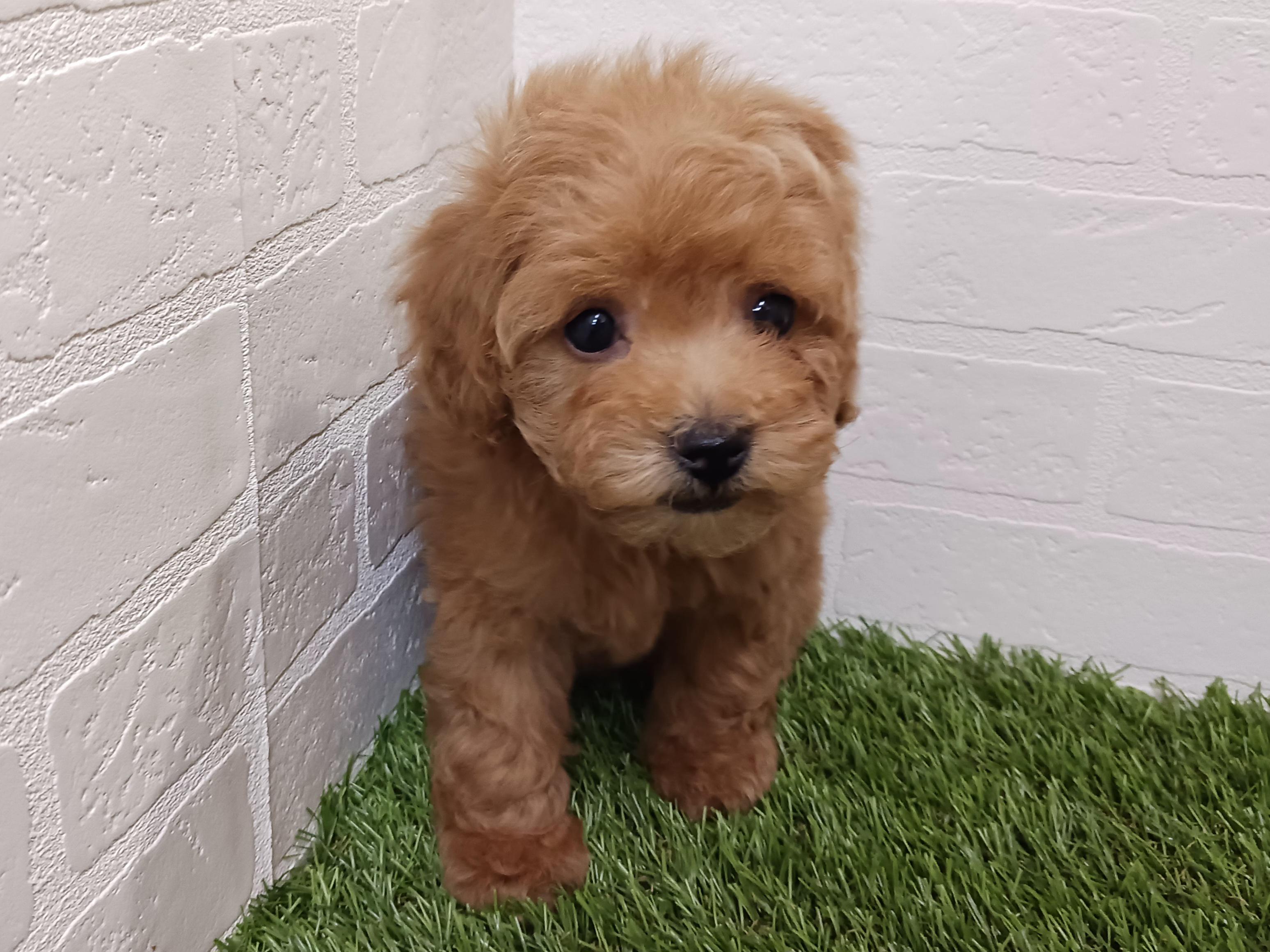 千葉県のトイプードル(トイ) (ワンニャンハウス幕張店/2025年10月5日生まれ/女の子/アプリコット)の子犬の4枚目の画像