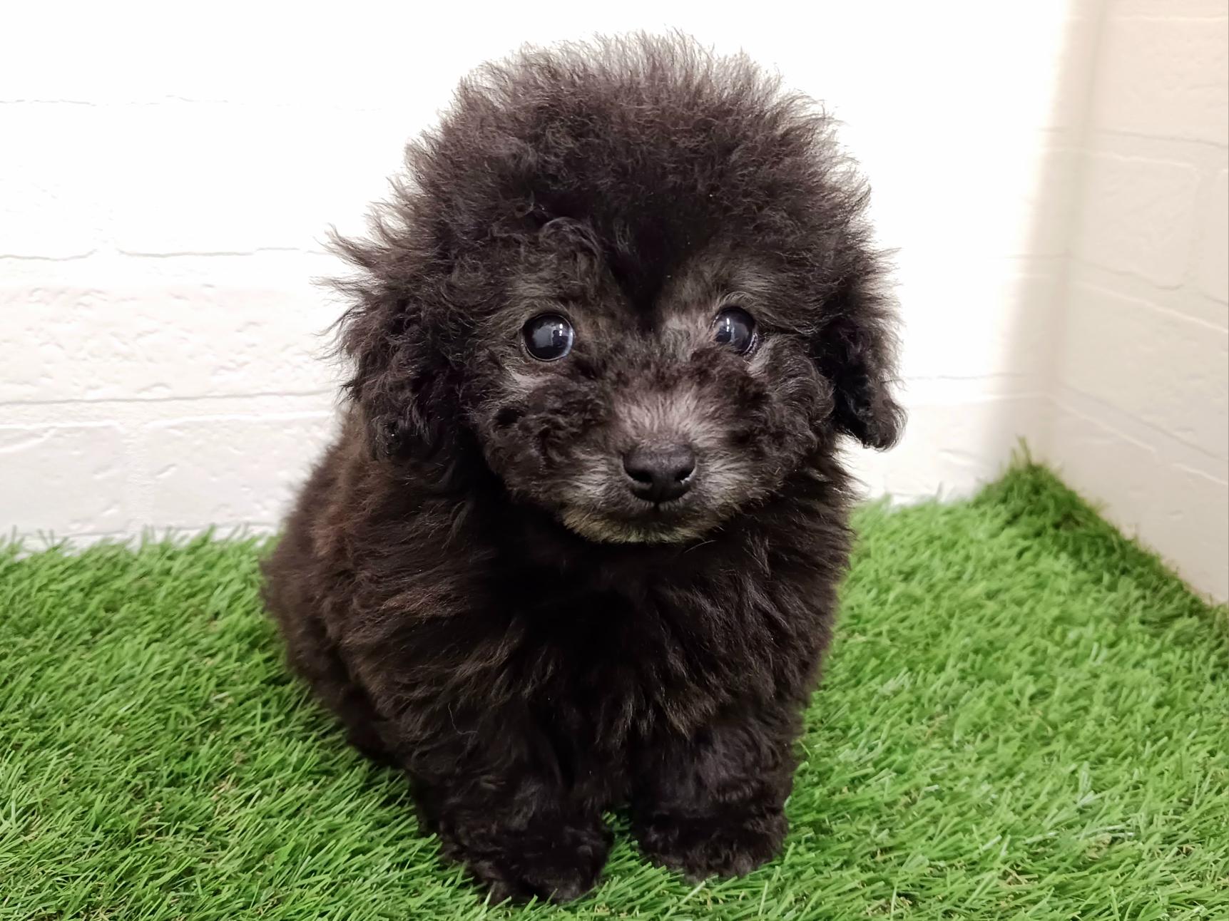 千葉県のトイプードル(トイ) (ワンニャンハウス幕張店/2025年12月20日生まれ/男の子/グレー)の子犬の1枚目の画像