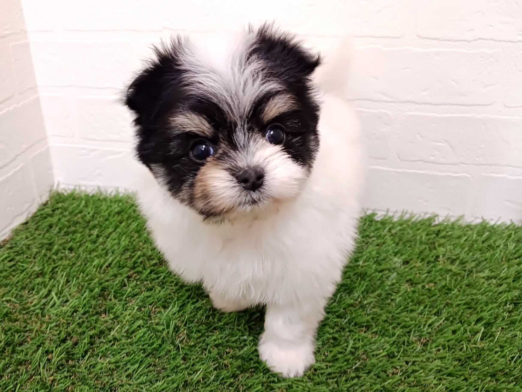 千葉県のポメマル/マルポメ(ポメラニアン×マルチーズ) (ワンニャンハウス幕張店/2025年12月22日生まれ/女の子/ホワイトブラックタン)の子犬の2枚目の画像