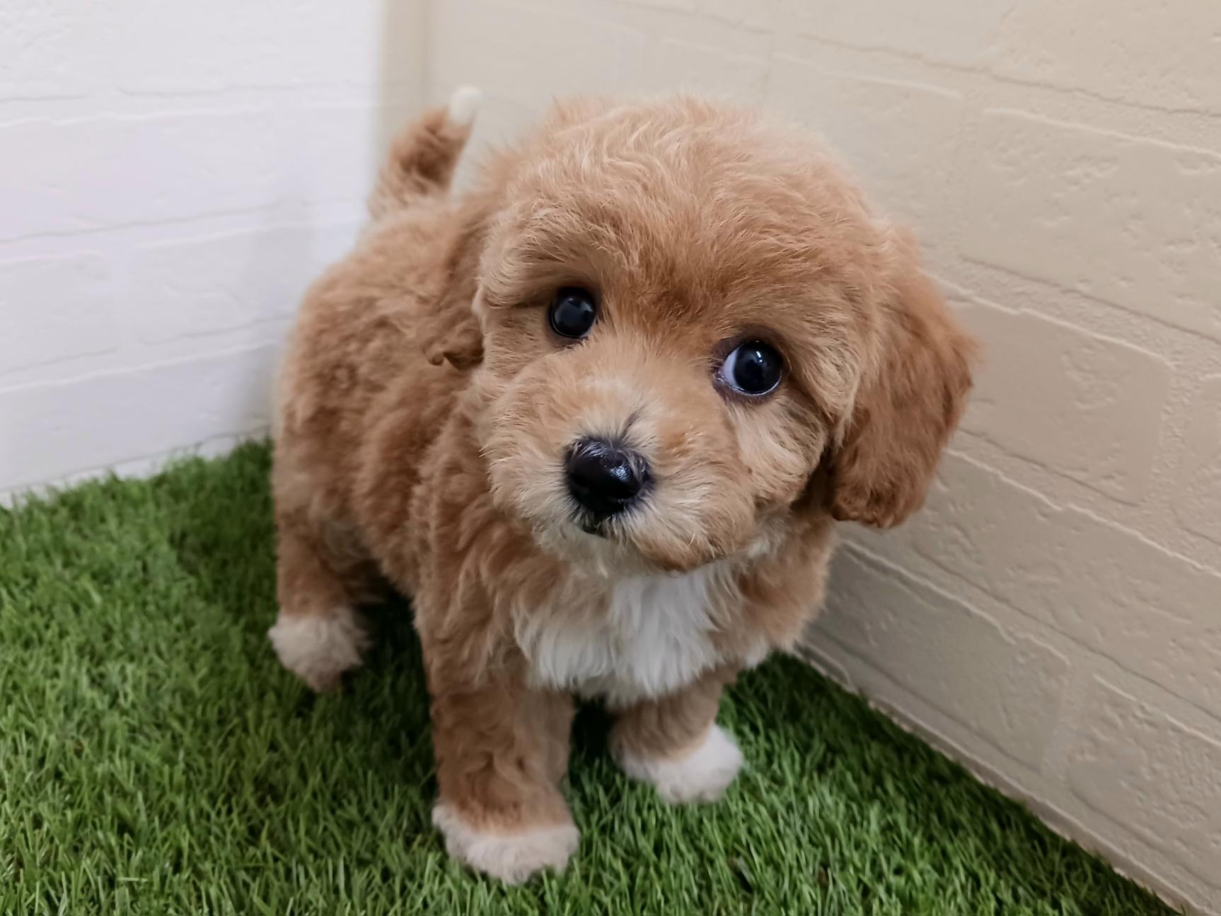 千葉県のビションプー(ビションフリーゼ×プードル) (ワンニャンハウス幕張店/2025年11月10日生まれ/女の子/クリーム)の子犬の2枚目の画像