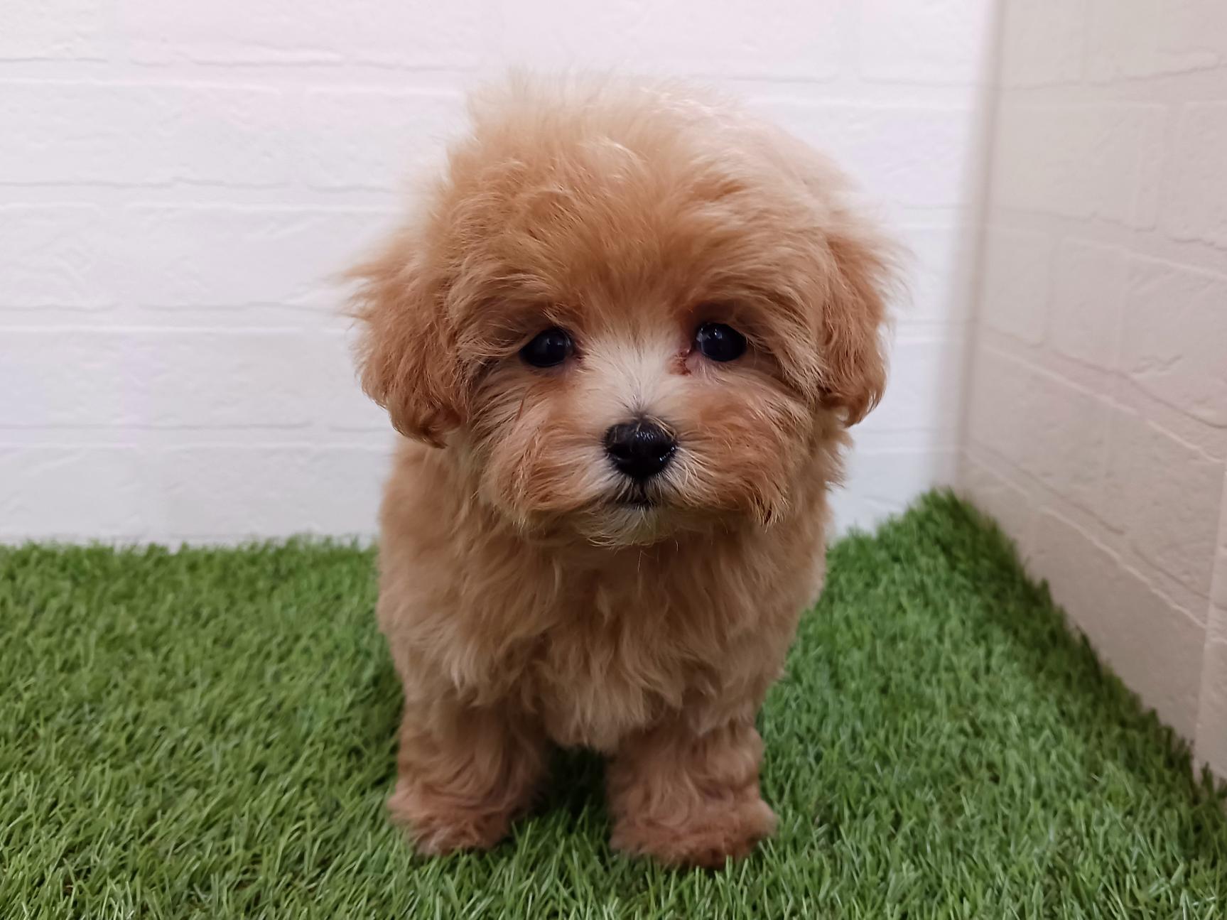 千葉県のマルプー(マルチーズ×プードル) (ワンニャンハウス幕張店/2026年2月27日生まれ/女の子/アプリコット)の子犬の1枚目の画像