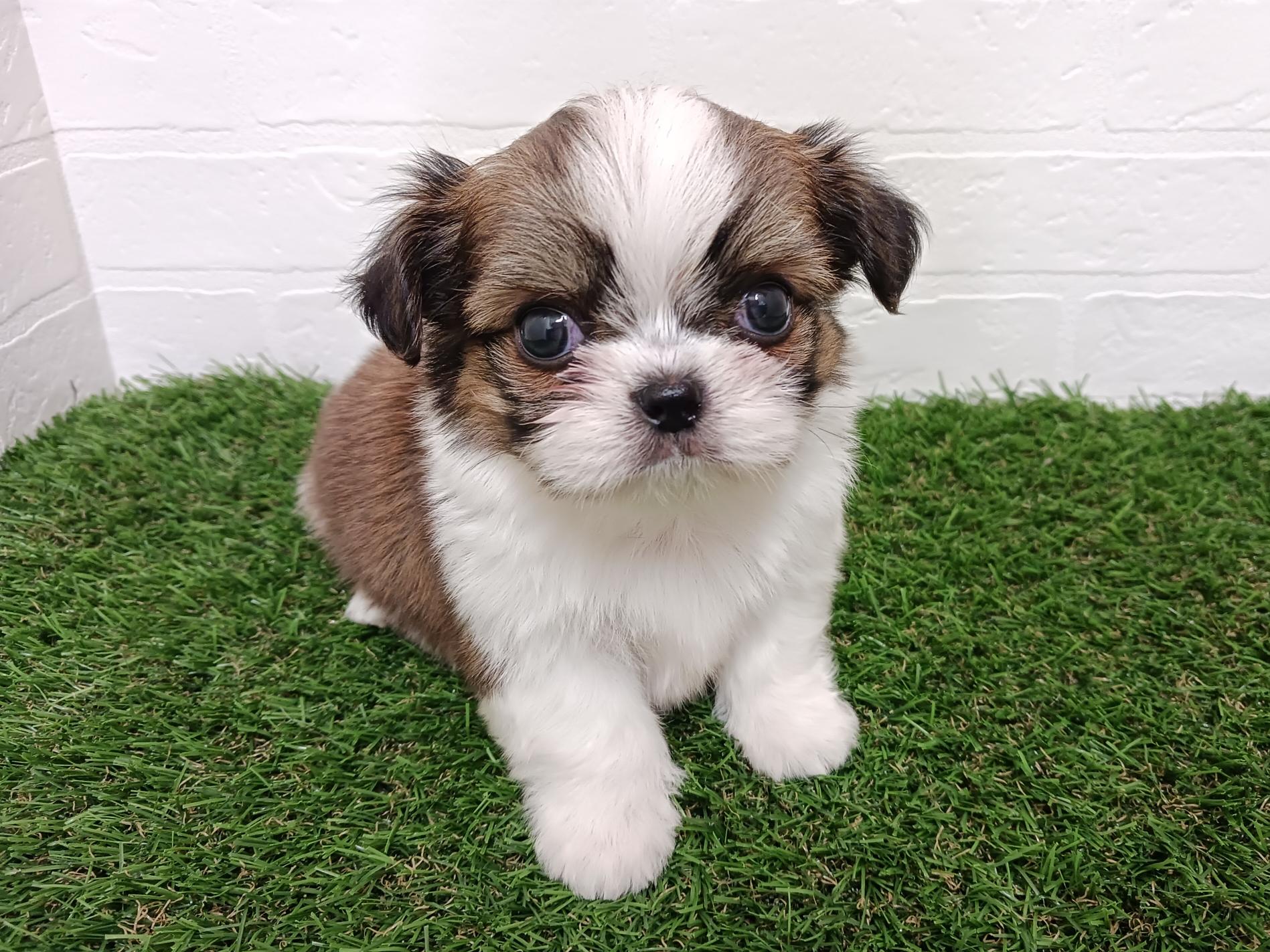 千葉県のハーフ犬・ミックス犬 (ワンニャンハウス幕張店/2025年8月12日生まれ/男の子/ゴールドホワイト)の子犬の2枚目の画像