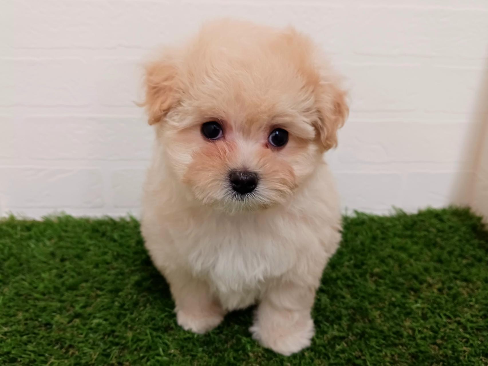 千葉県のマルプー(マルチーズ×プードル) (ワンニャンハウス幕張店/2025年9月15日生まれ/男の子/クリーム)の子犬の1枚目の画像