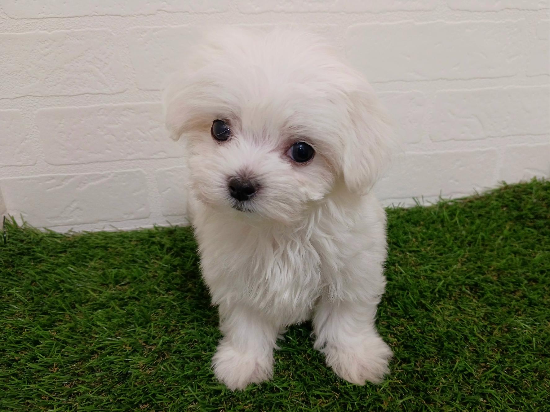 千葉県のマルチーズ (ワンニャンハウス幕張店/2025年10月21日生まれ/女の子/ホワイト)の子犬の3枚目の画像