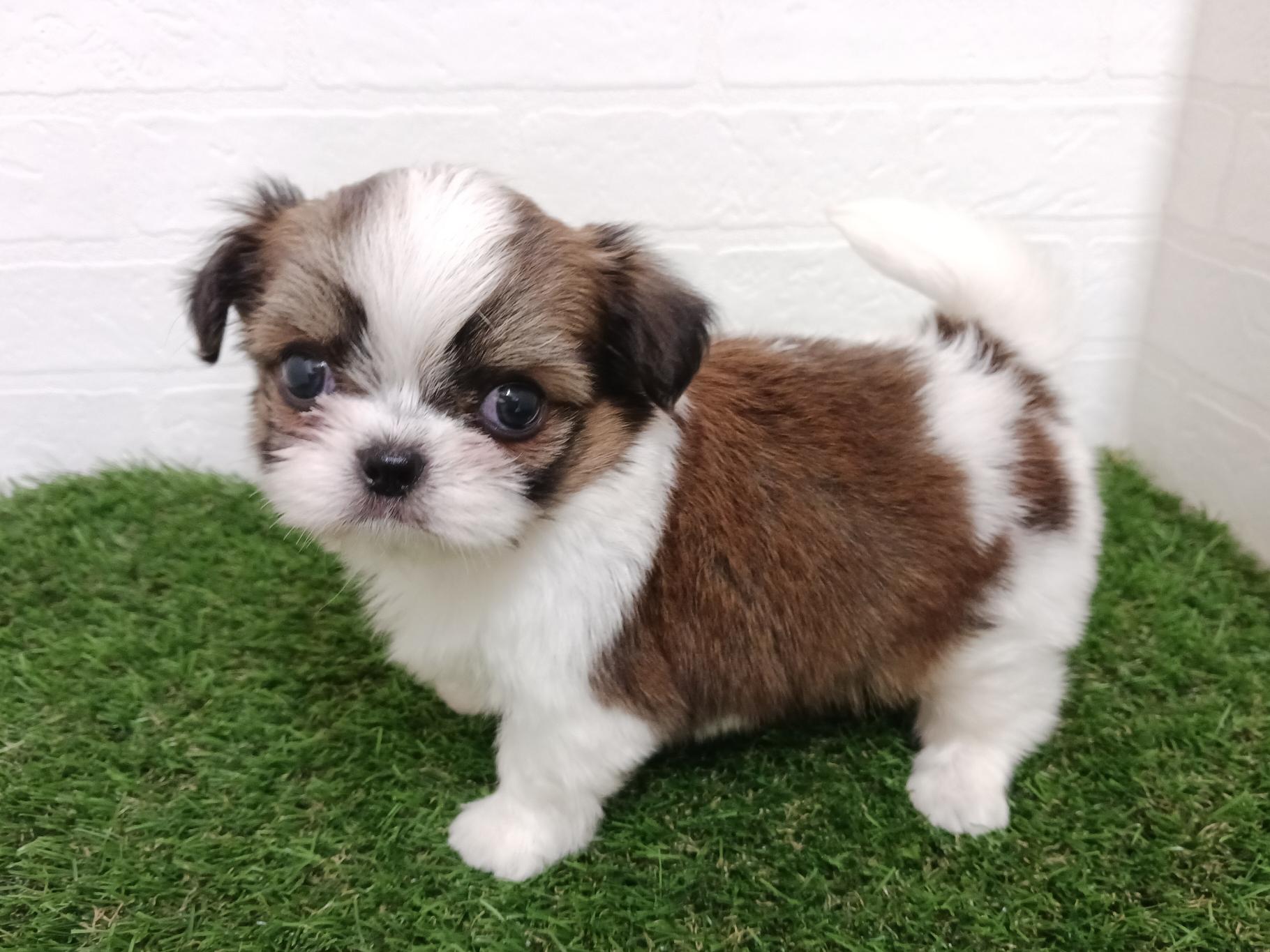 千葉県のハーフ犬・ミックス犬 (ワンニャンハウス幕張店/2025年8月12日生まれ/男の子/ゴールドホワイト)の子犬の3枚目の画像