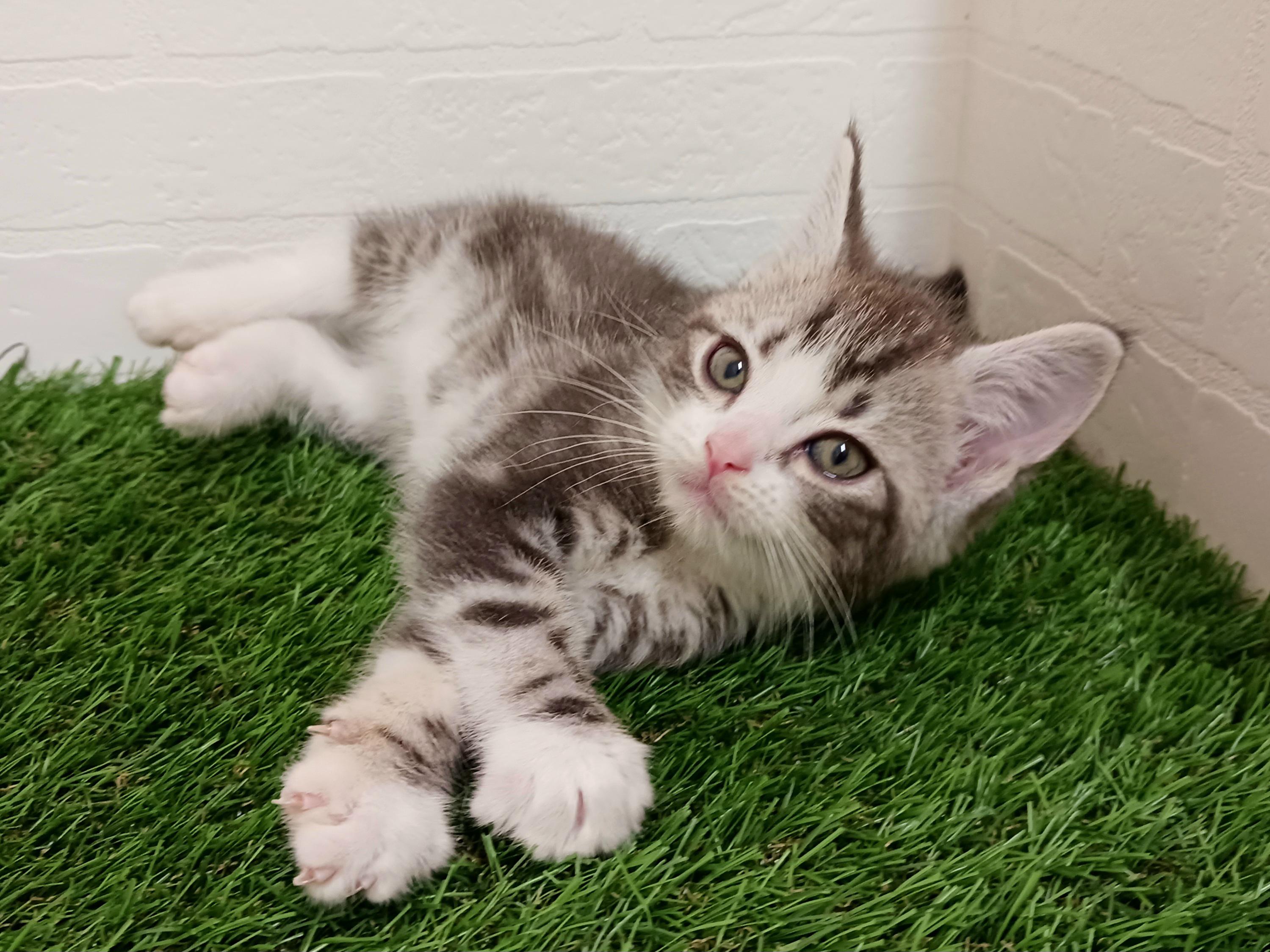 千葉県のスコティッシュフォールド (ワンニャンハウス幕張店/2025年8月30日生まれ/男の子/シルバータビーホワイト)の子猫の4枚目の画像
