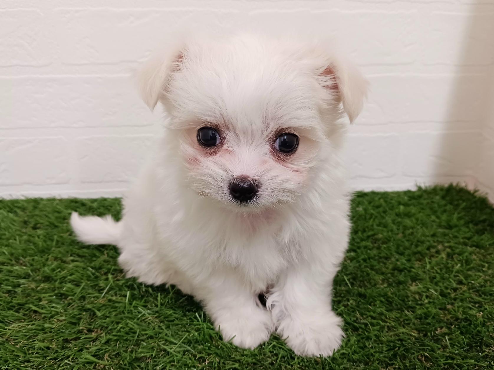 千葉県のチワマル/マルチワ(チワワ×マルチーズ) (ワンニャンハウス幕張店/2025年9月23日生まれ/女の子/ホワイトクリーム)の子犬の1枚目の画像
