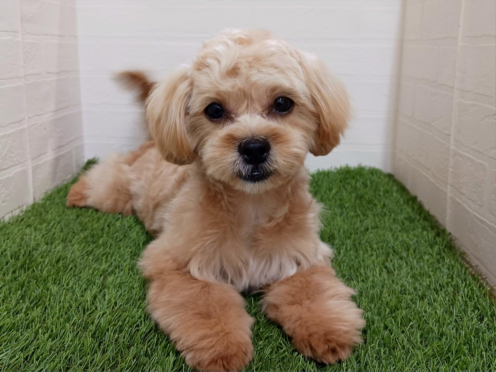 千葉県のペキプー(ペキニーズ×プードル) (ワンニャンハウス幕張店/2025年9月1日生まれ/女の子/アプリコット)の子犬の4枚目の画像