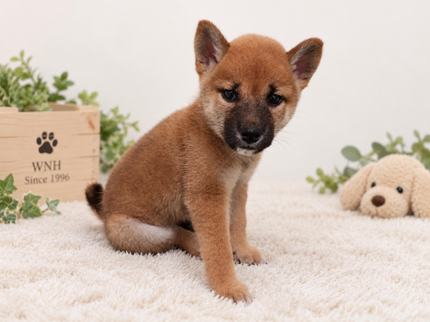 千葉県の柴犬(標準サイズ) (ワンニャンハウス幕張店/2026年7月26日生まれ/女の子/赤)の子犬の2枚目の画像