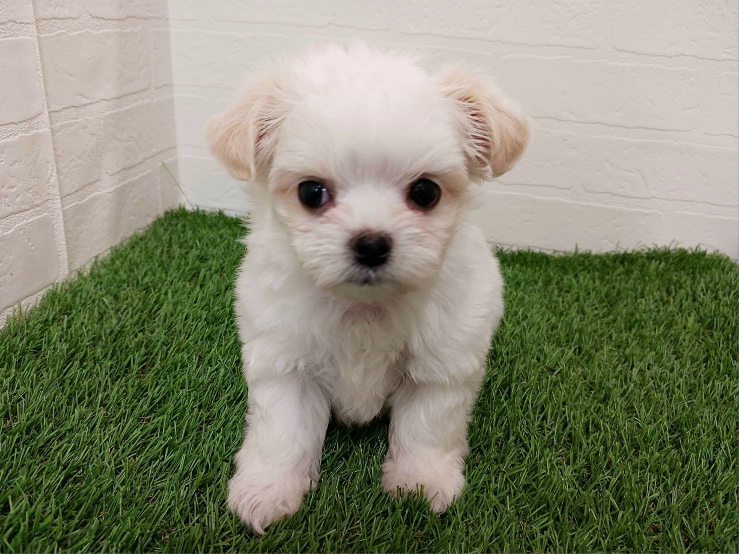 千葉県のチワマル/マルチワ(チワワ×マルチーズ) (ワンニャンハウス幕張店/2026年2月14日生まれ/女の子/ホワイトクリーム)の子犬の2枚目の画像