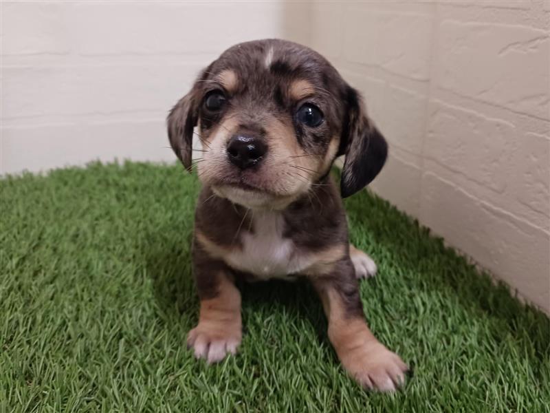 千葉県のハーフ犬（スムース） (ワンニャンハウス幕張店/2026年2月8日生まれ/男の子/シルバーダップル)の子犬の2枚目の画像