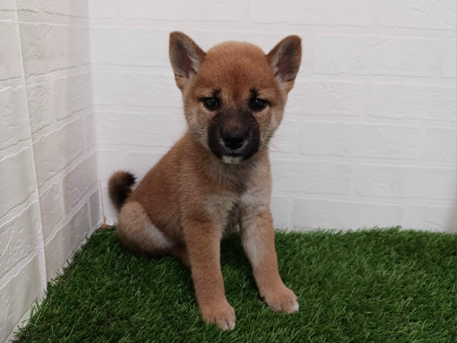 千葉県の柴犬(標準サイズ) (ワンニャンハウス幕張店/2026年7月26日生まれ/女の子/赤)の子犬の1枚目の画像