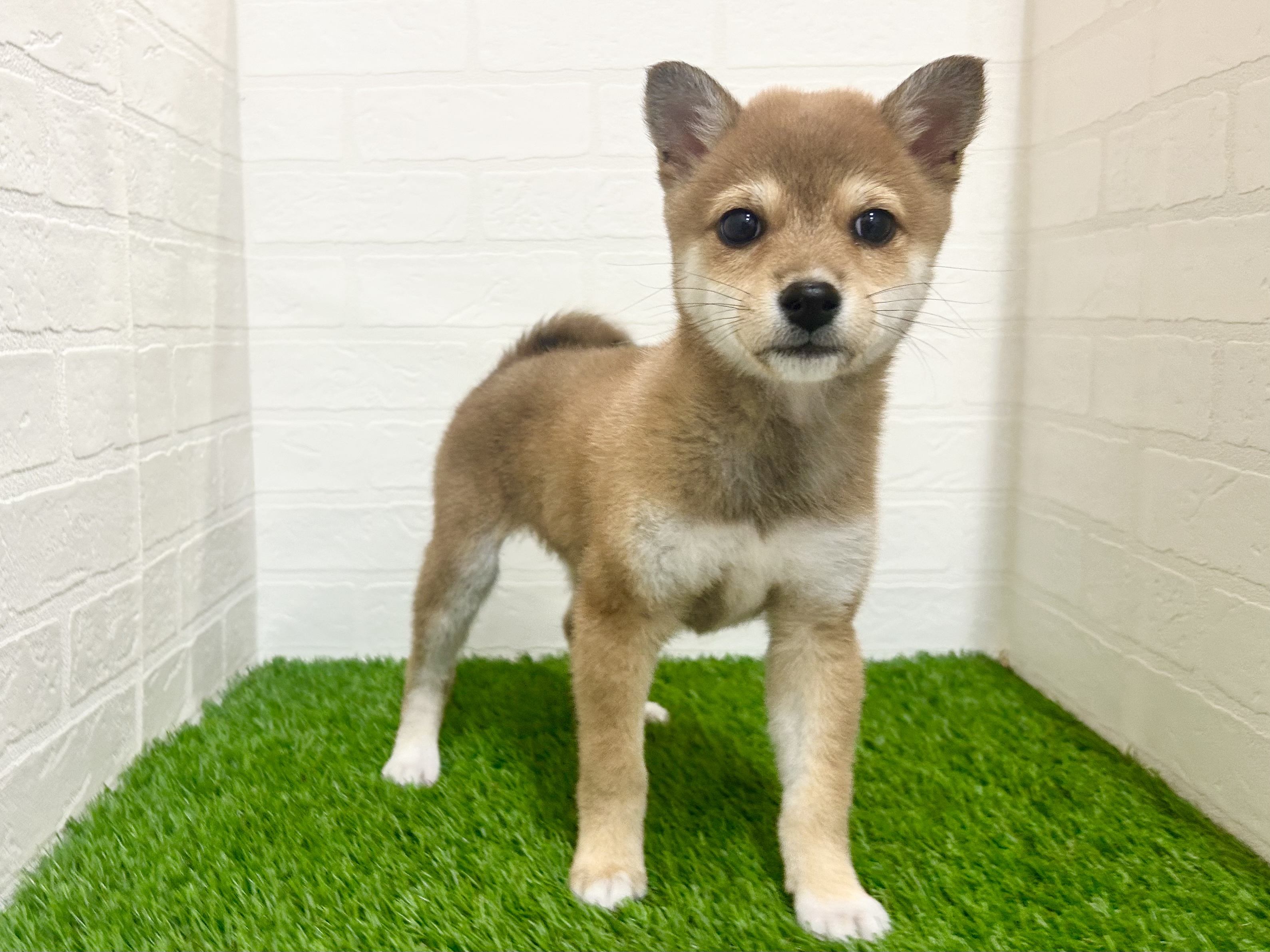 千葉県の柴犬(標準サイズ) (ワンニャンハウス幕張店/2025年10月10日生まれ/女の子/赤)の子犬の1枚目の画像