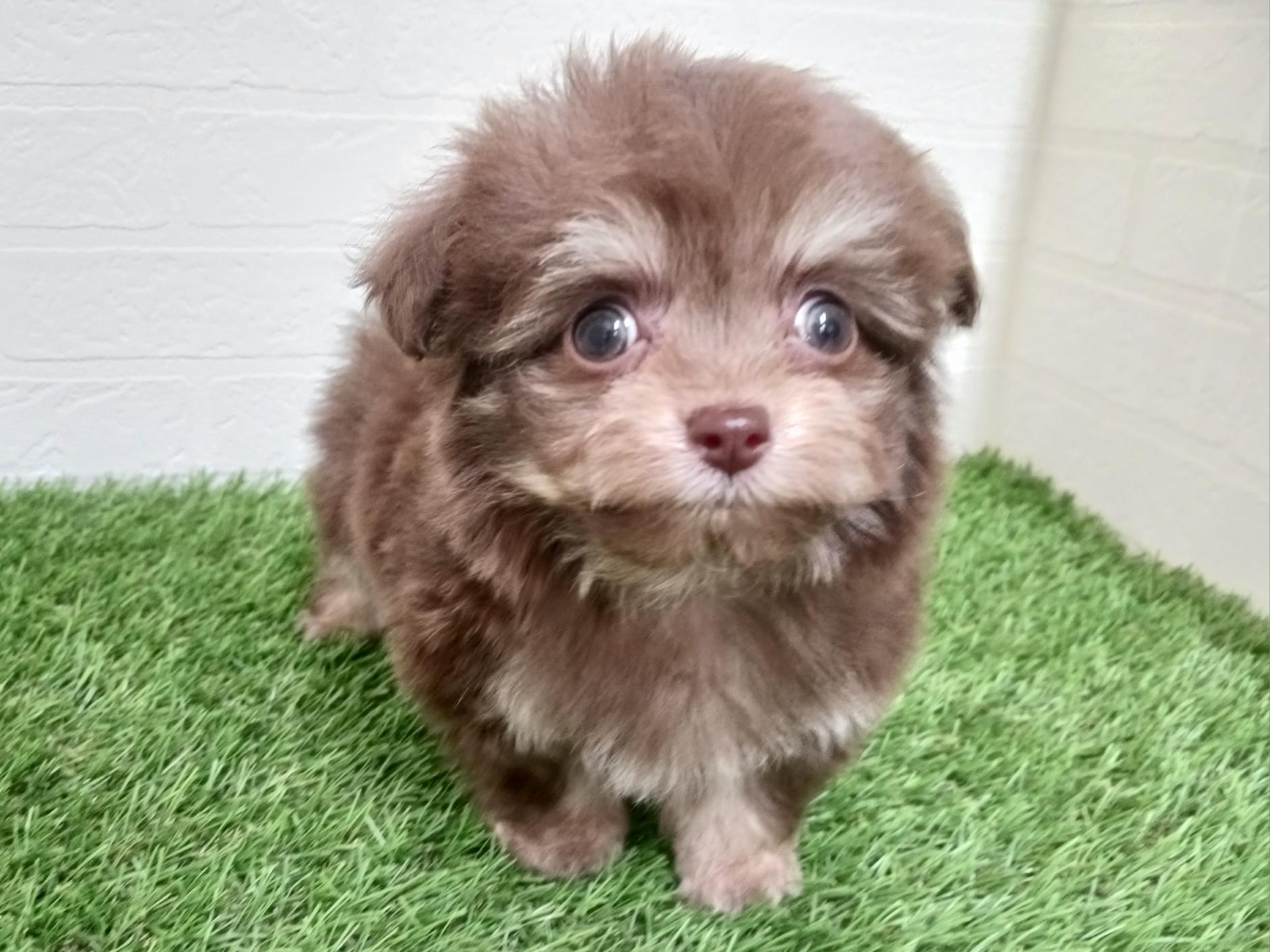 千葉県のチワプー/プーチー(チワワ×プードル) (ワンニャンハウス幕張店/2025年12月1日生まれ/男の子/チョコレートタン)の子犬の2枚目の画像