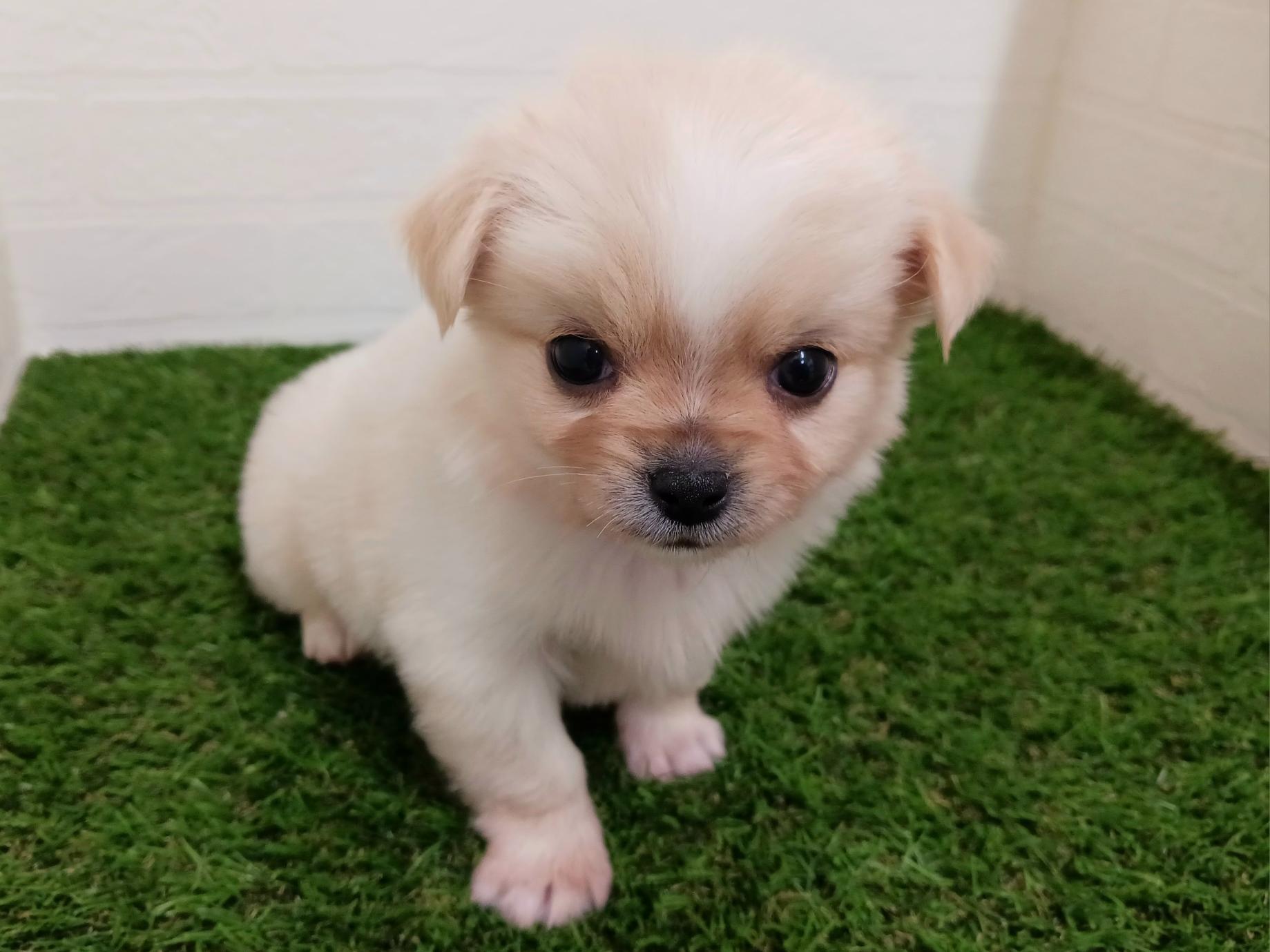 千葉県のチワペキ/ペキチー/ペキチワ(チワワ×ペキニーズ) (ワンニャンハウス幕張店/2025年9月22日生まれ/男の子/クリーム)の子犬の4枚目の画像