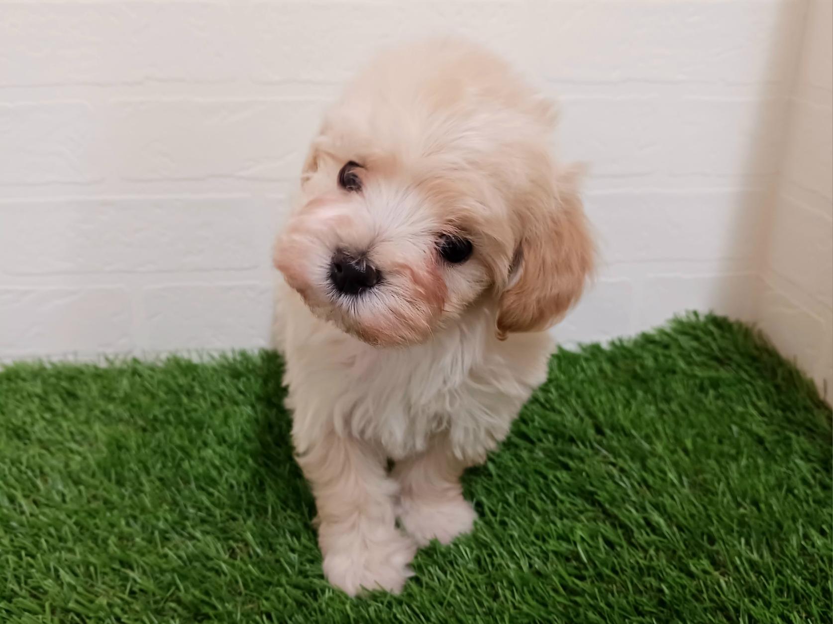 千葉県のマルプー(マルチーズ×プードル) (ワンニャンハウス幕張店/2025年10月7日生まれ/男の子/クリーム)の子犬の2枚目の画像