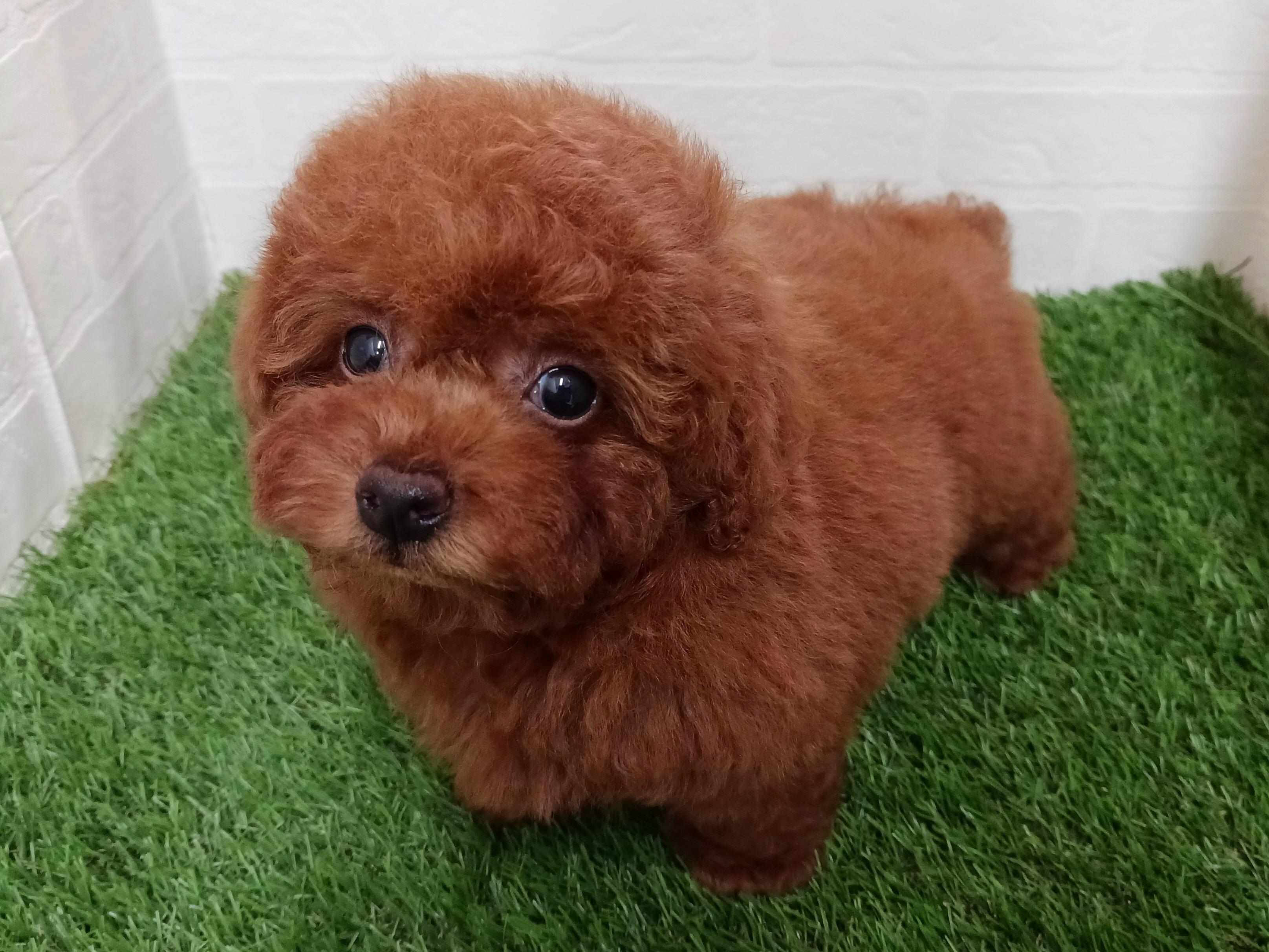 千葉県のトイプードル(トイ) (ワンニャンハウス幕張店/2026年6月6日生まれ/男の子/レッド)の子犬の2枚目の画像