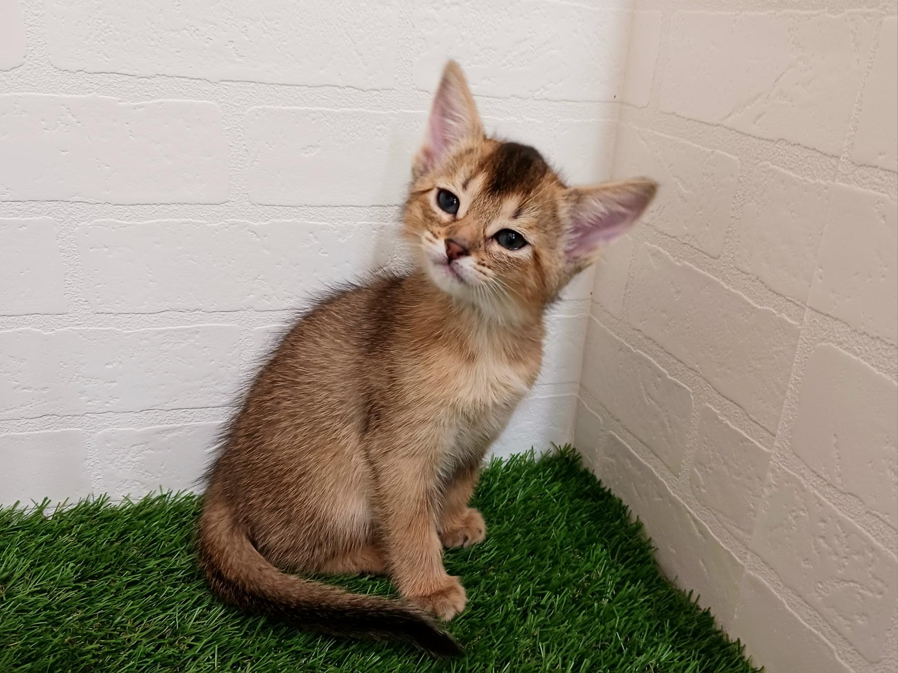 千葉県のハーフ猫・ミックス猫 (ワンニャンハウス幕張店/2025年8月31日生まれ/女の子/レッド)の子猫の4枚目の画像