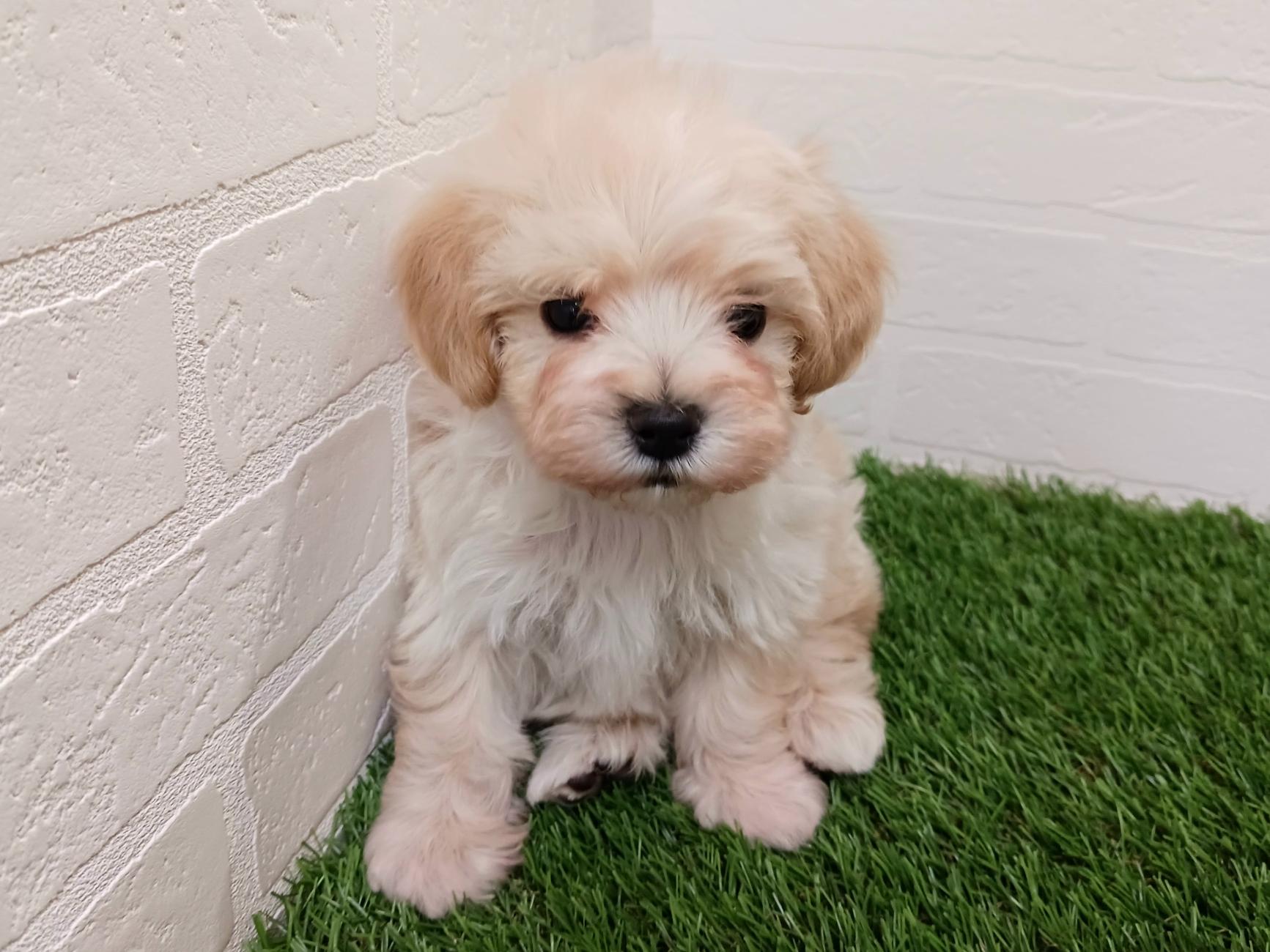 千葉県のマルプー(マルチーズ×プードル) (ワンニャンハウス幕張店/2025年10月7日生まれ/男の子/クリーム)の子犬の1枚目の画像