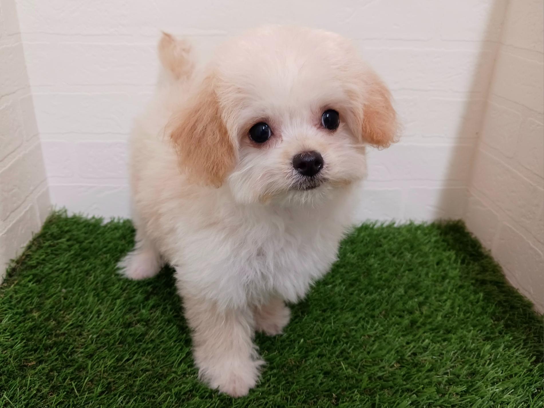 千葉県のチワプー/プーチー(チワワ×プードル) (ワンニャンハウス幕張店/2025年9月6日生まれ/女の子/アプリコット)の子犬の2枚目の画像