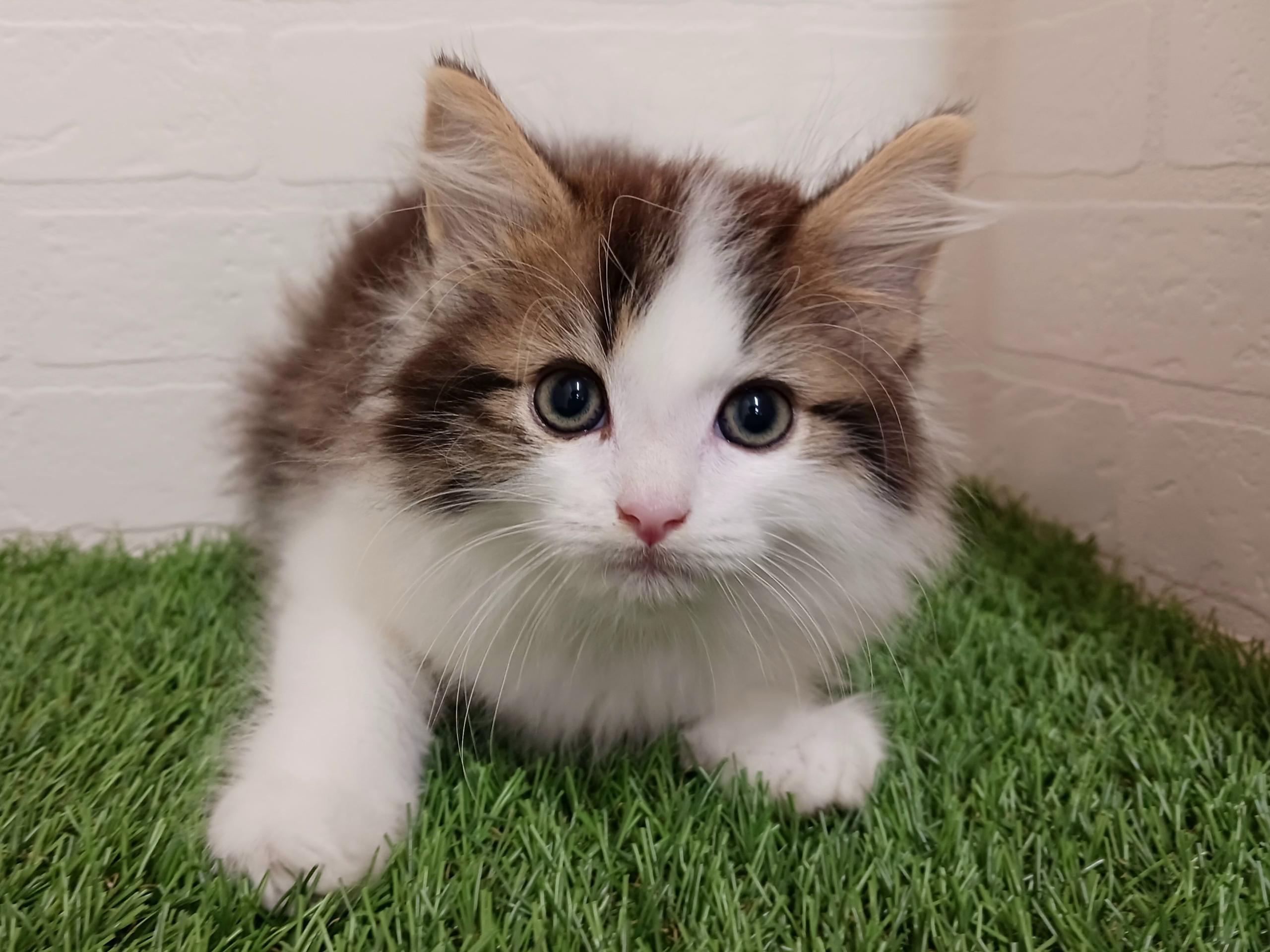2026年7月14日生まれのハーフ猫・ミックス猫