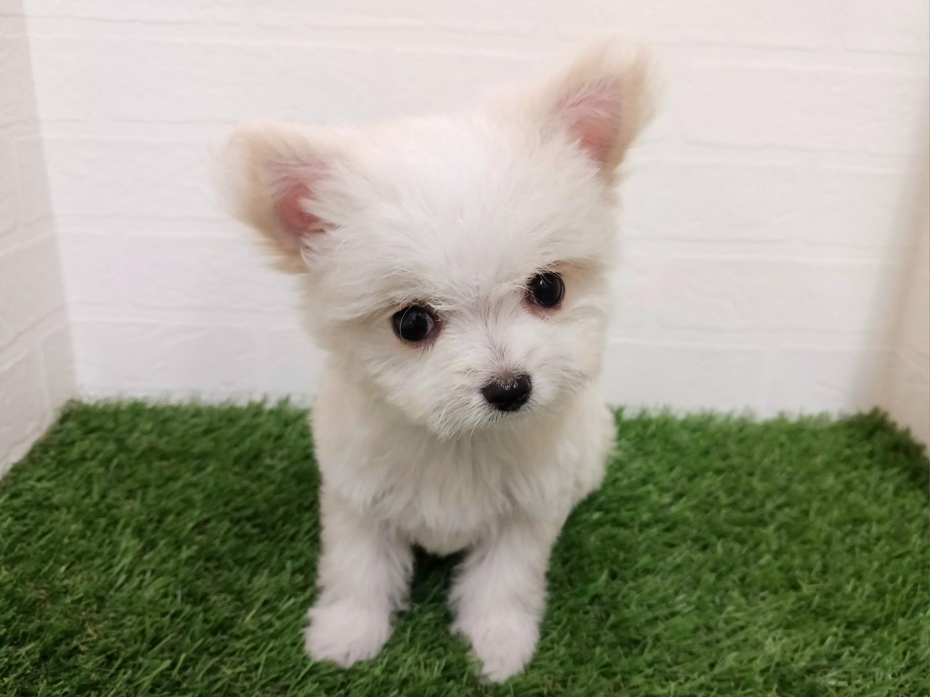 千葉県のチワマル/マルチワ(チワワ×マルチーズ) (ワンニャンハウス幕張店/2025年11月29日生まれ/女の子/クリーム)の子犬の3枚目の画像