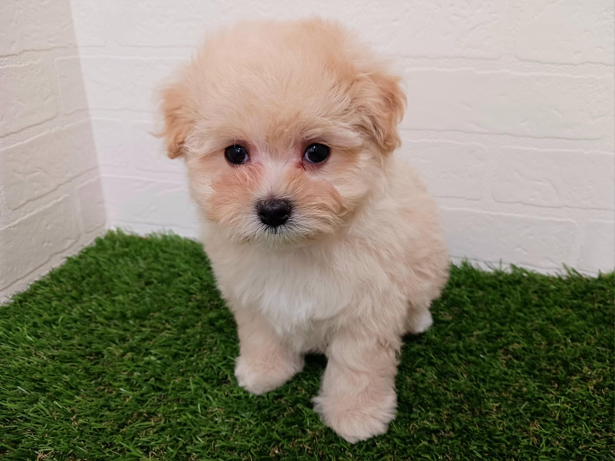 千葉県のマルプー(マルチーズ×プードル) (ワンニャンハウス幕張店/2025年9月15日生まれ/男の子/クリーム)の子犬の4枚目の画像