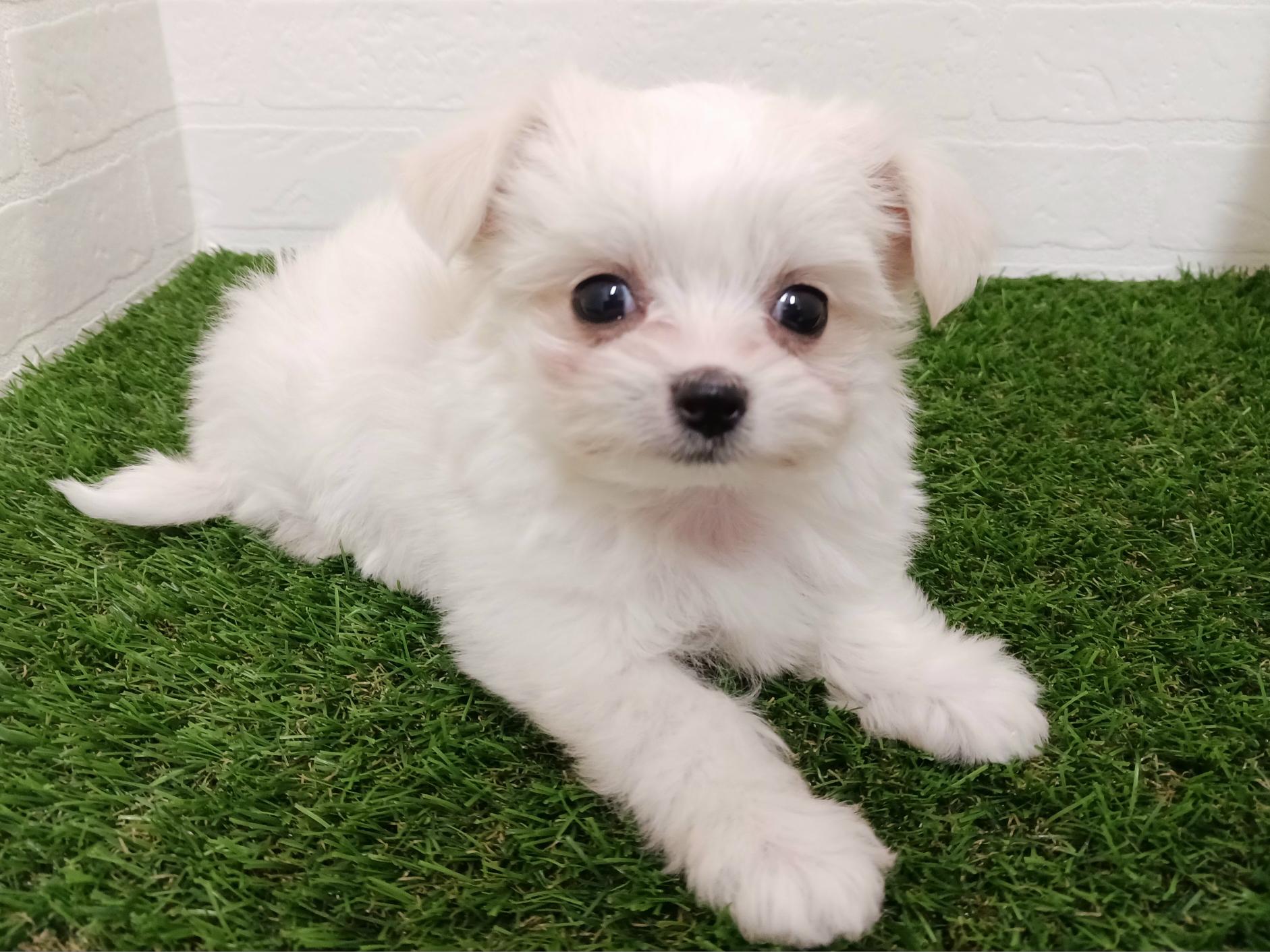 千葉県のチワマル/マルチワ(チワワ×マルチーズ) (ワンニャンハウス幕張店/2025年9月23日生まれ/女の子/ホワイトクリーム)の子犬の2枚目の画像