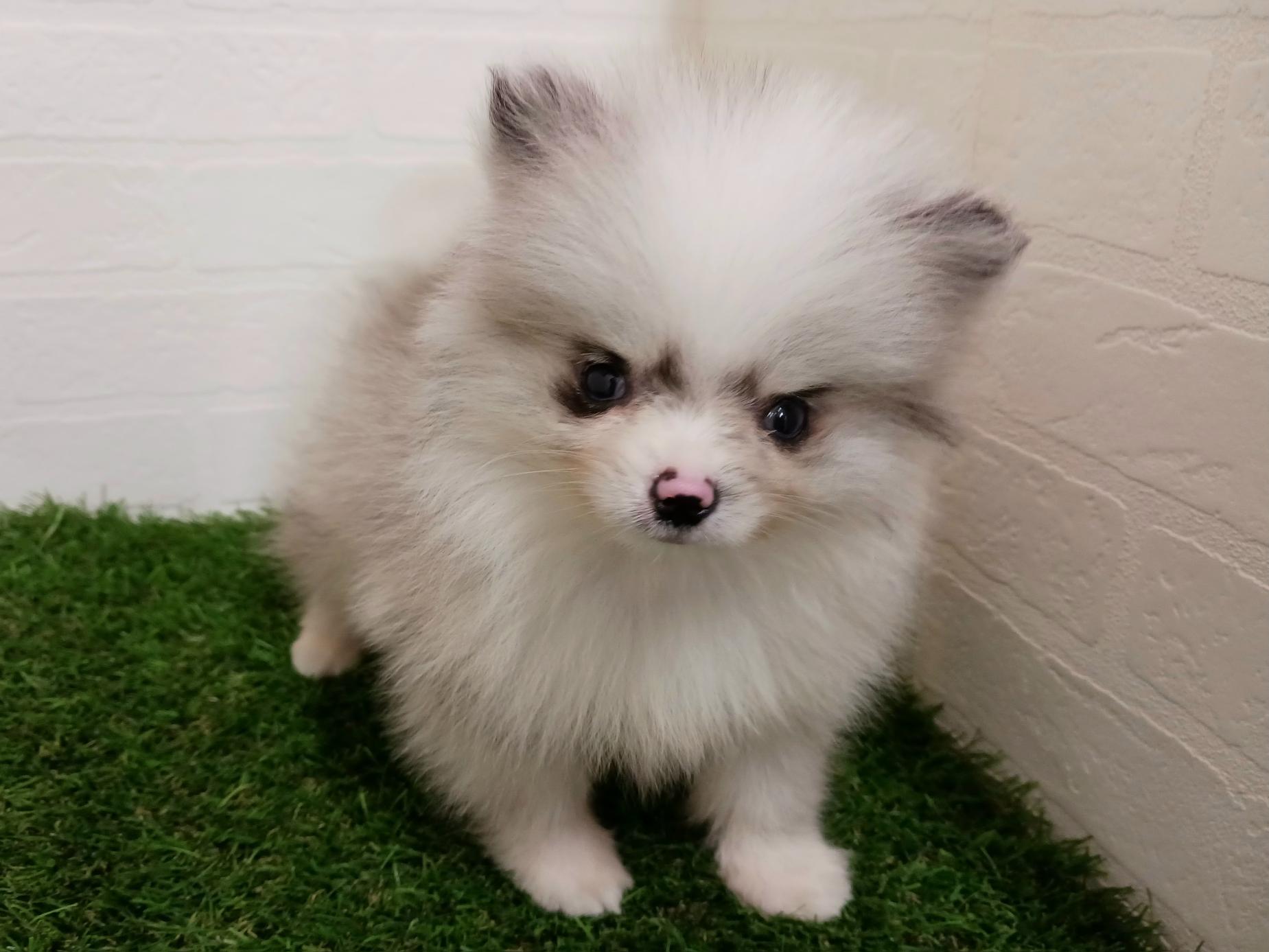 千葉県のポメラニアン (ワンニャンハウス幕張店/2026年2月10日生まれ/男の子/ブルーマール)の子犬の3枚目の画像