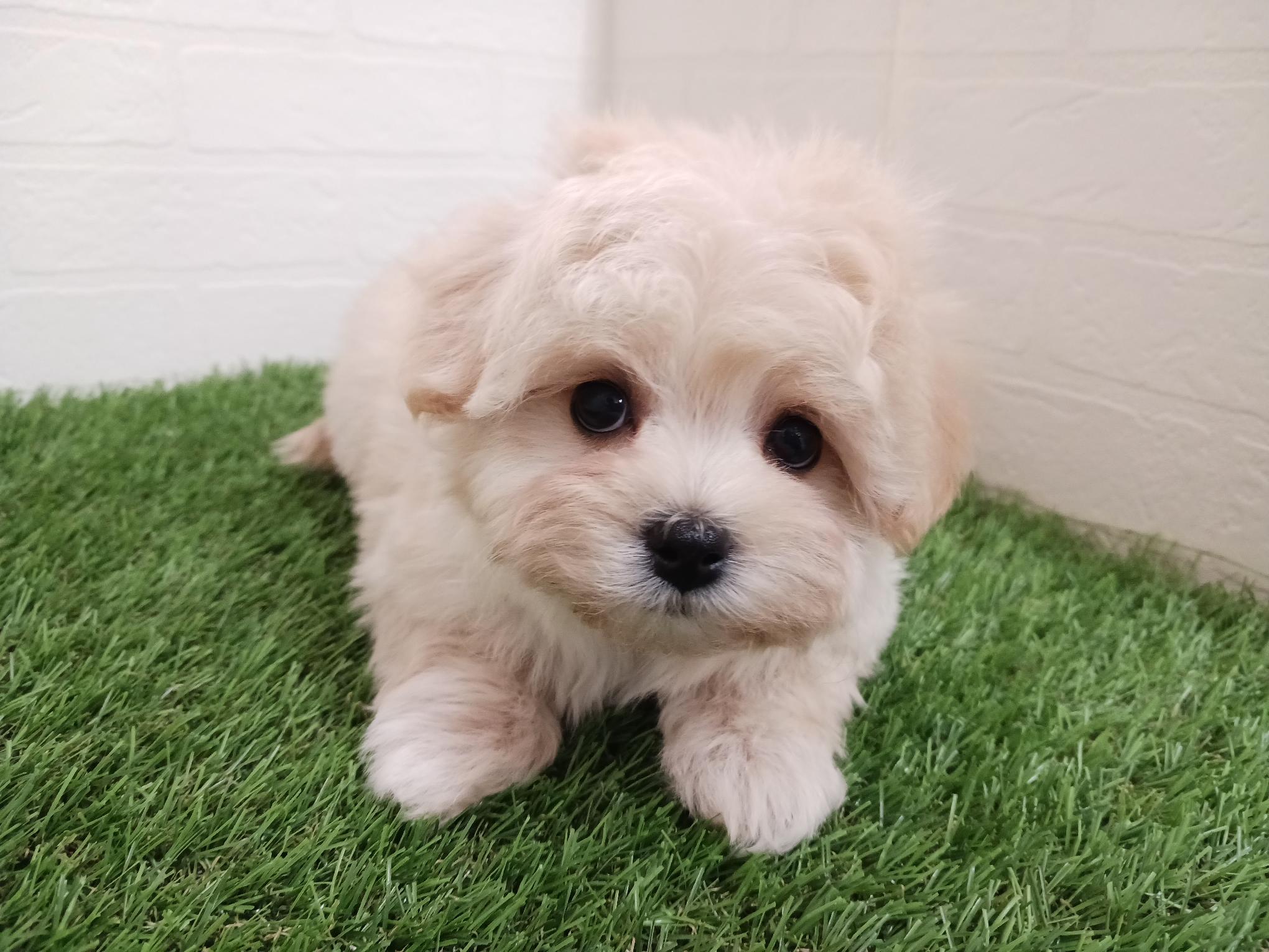 千葉県のマルプー(マルチーズ×プードル) (ワンニャンハウス幕張店/2025年12月1日生まれ/女の子/クリーム)の子犬の3枚目の画像