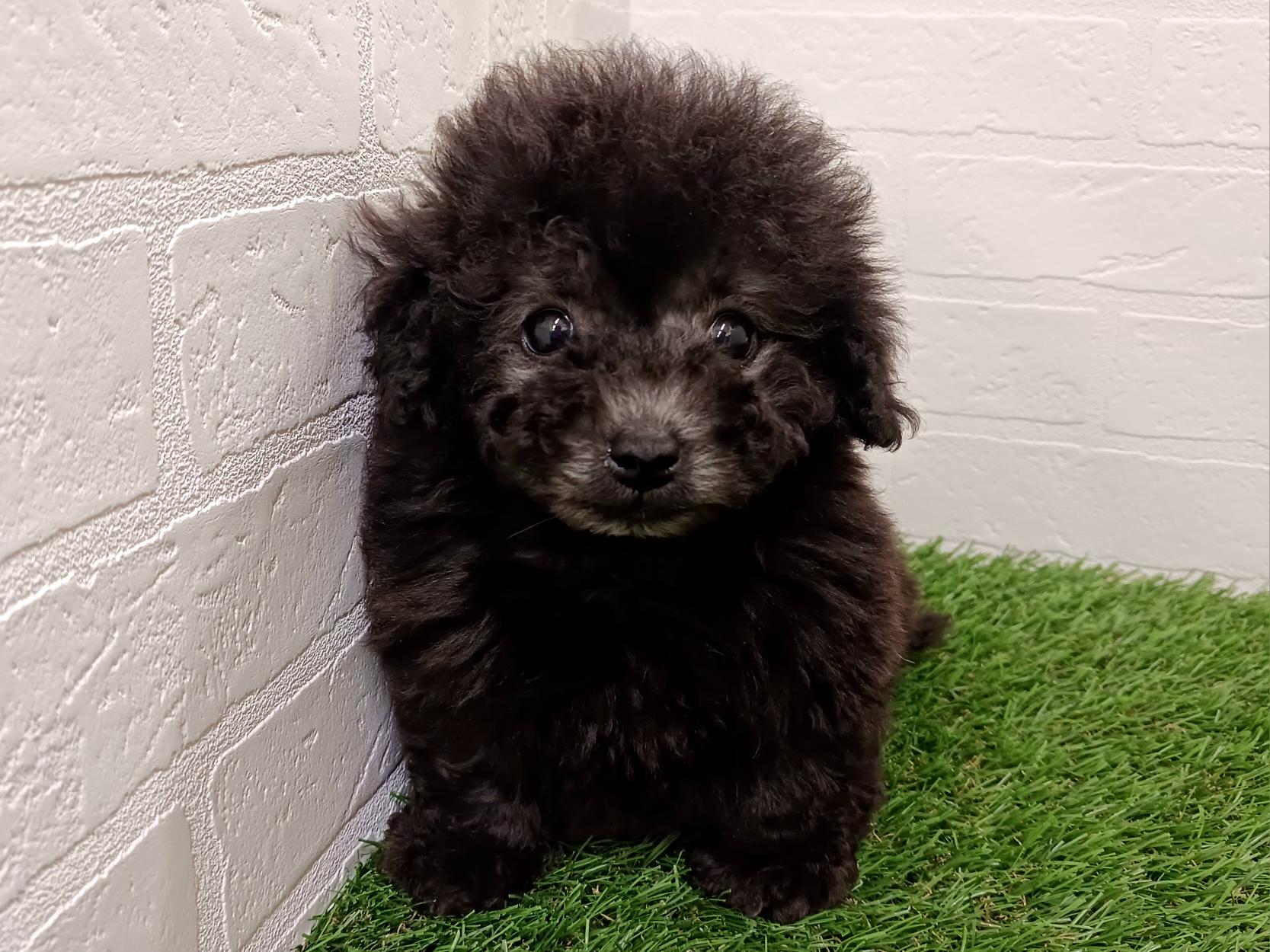 千葉県のトイプードル(トイ) (ワンニャンハウス幕張店/2025年12月20日生まれ/男の子/グレー)の子犬の2枚目の画像