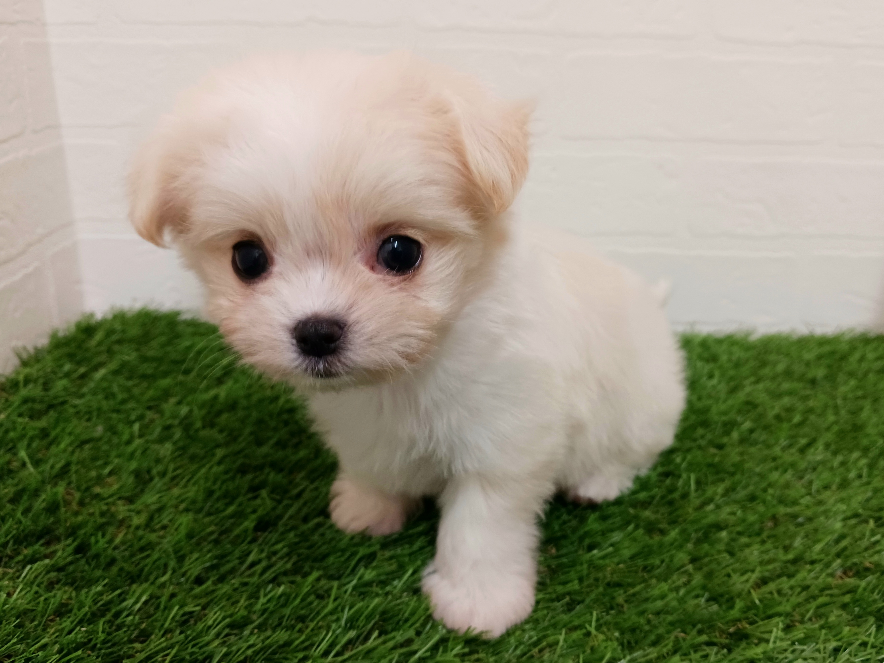 千葉県のチワマル/マルチワ(チワワ×マルチーズ) (ワンニャンハウス幕張店/2025年9月8日生まれ/女の子/クリーム)の子犬の1枚目の画像