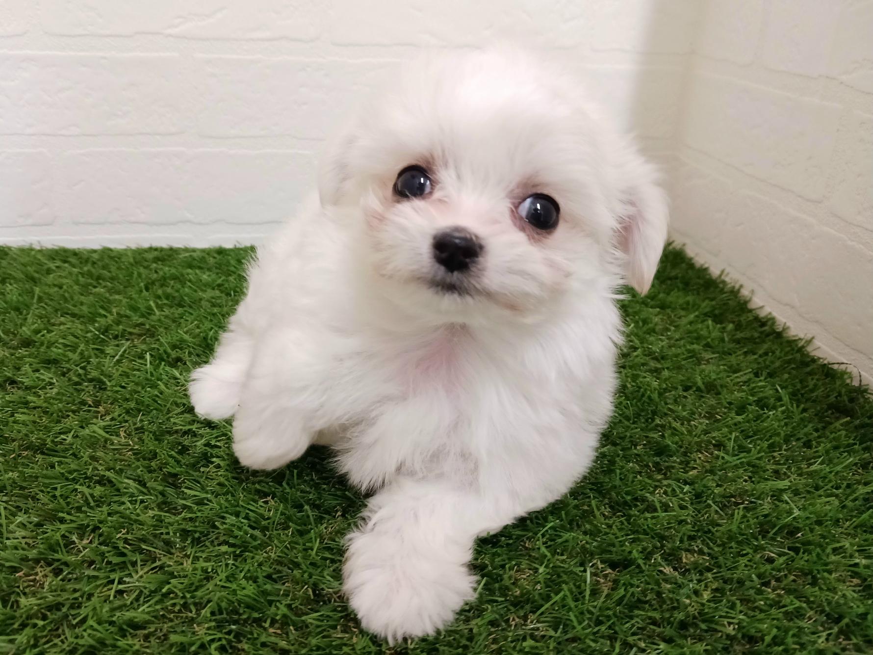 千葉県のチワマル/マルチワ(チワワ×マルチーズ) (ワンニャンハウス幕張店/2025年9月23日生まれ/女の子/ホワイトクリーム)の子犬の3枚目の画像