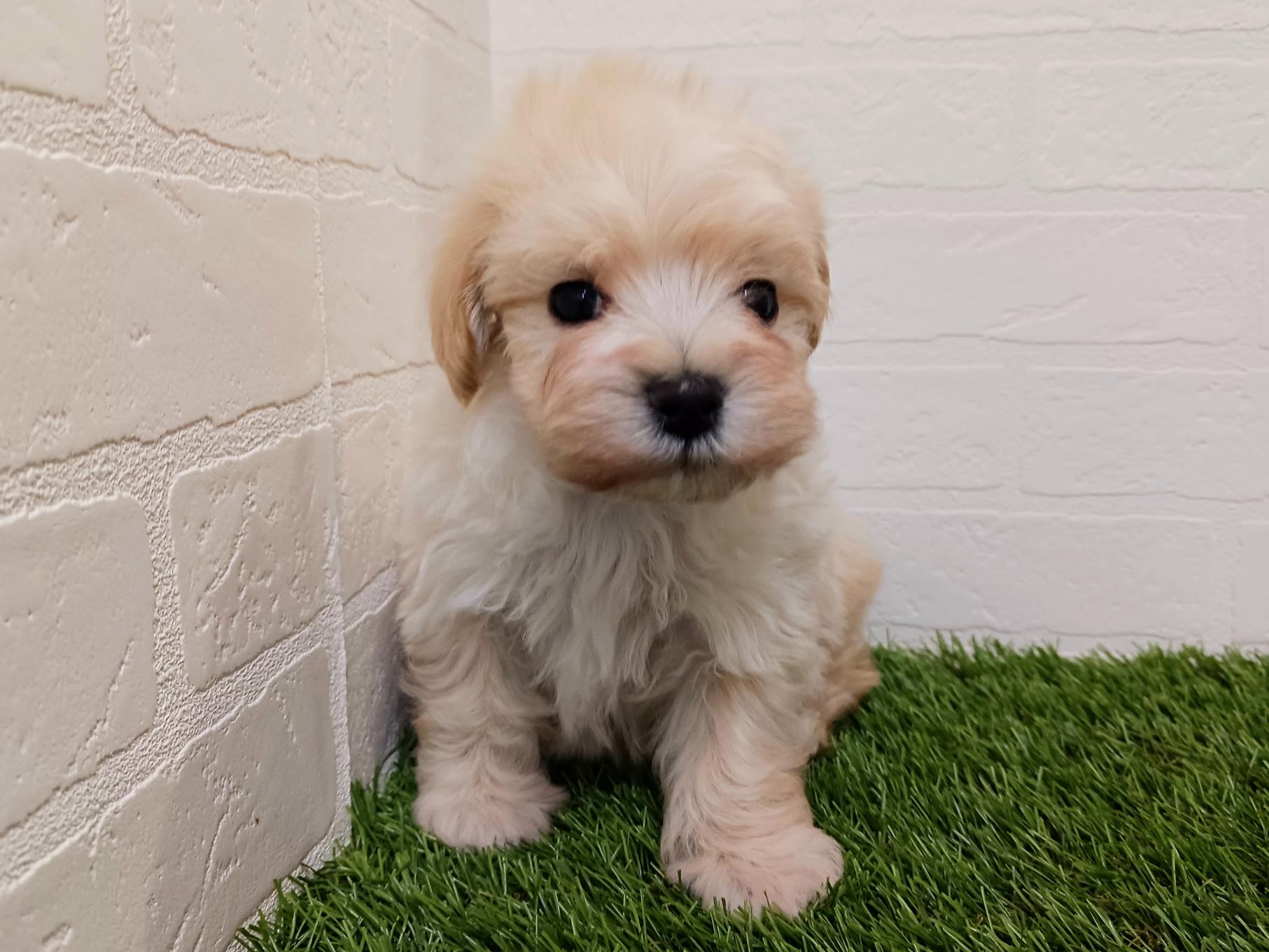 千葉県のマルプー(マルチーズ×プードル) (ワンニャンハウス幕張店/2025年10月7日生まれ/男の子/クリーム)の子犬の3枚目の画像