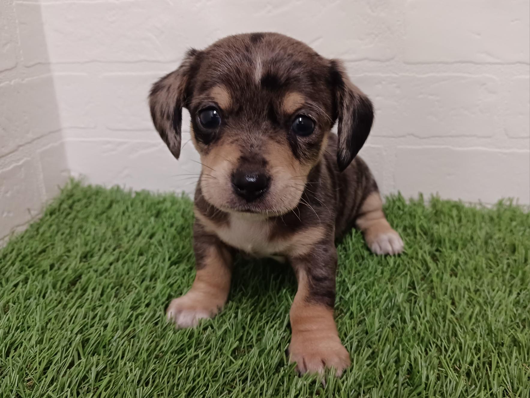 千葉県のハーフ犬（スムース） (ワンニャンハウス幕張店/2026年2月8日生まれ/男の子/シルバーダップル)の子犬の1枚目の画像