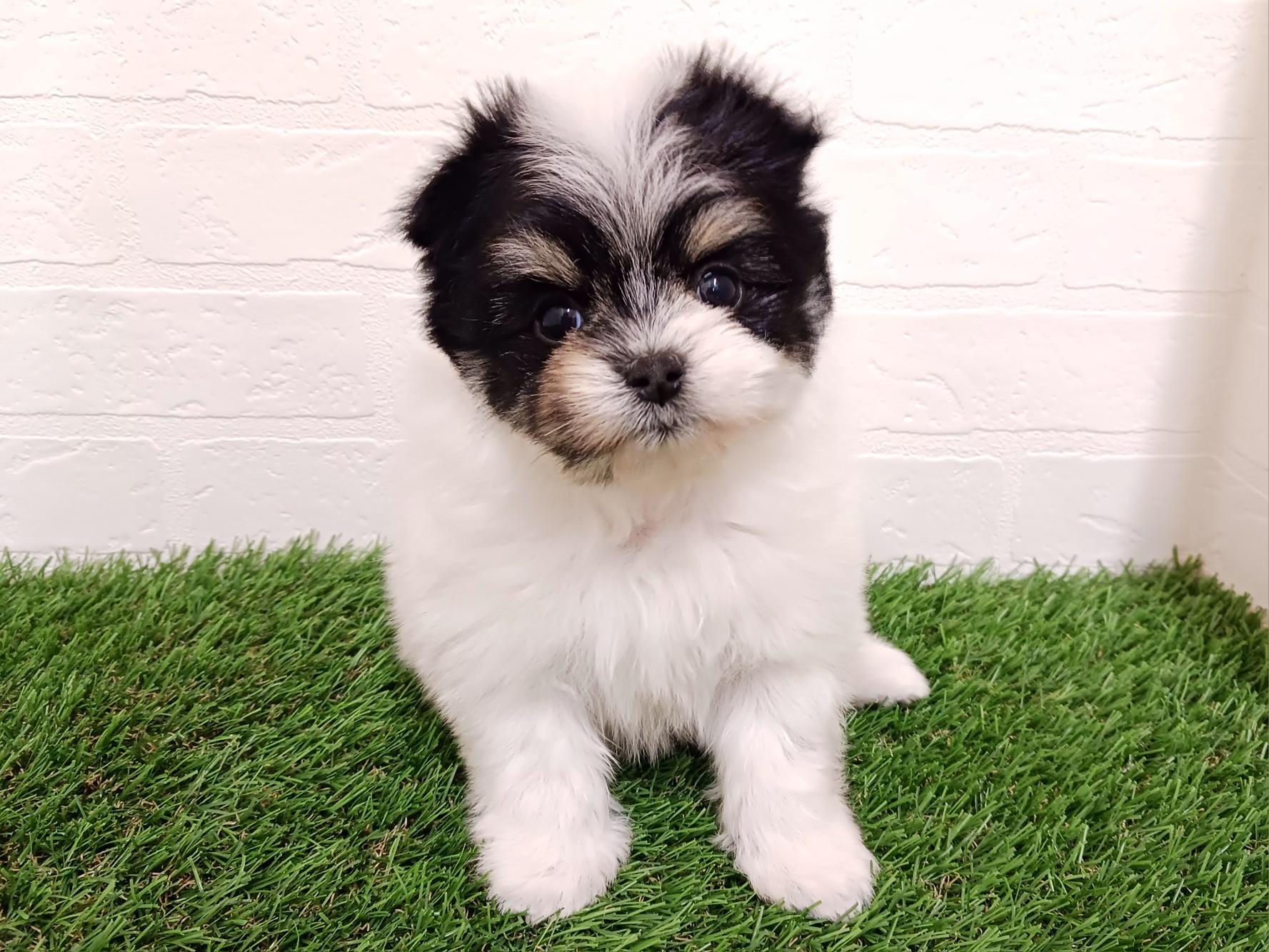 千葉県のポメマル/マルポメ(ポメラニアン×マルチーズ) (ワンニャンハウス幕張店/2025年12月22日生まれ/女の子/ホワイトブラックタン)の子犬の1枚目の画像