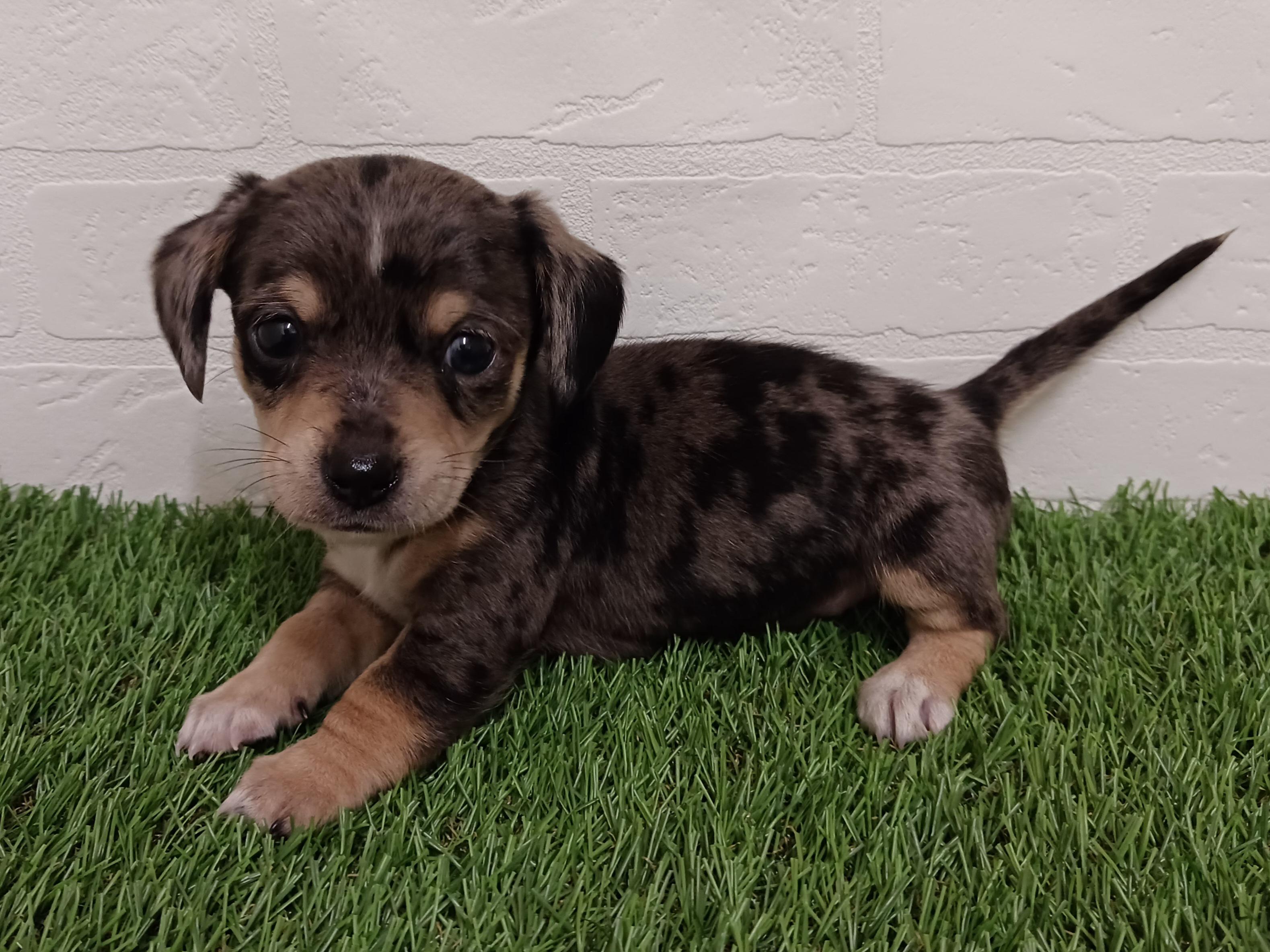 千葉県のハーフ犬（スムース） (ワンニャンハウス幕張店/2026年2月8日生まれ/男の子/シルバーダップル)の子犬の4枚目の画像