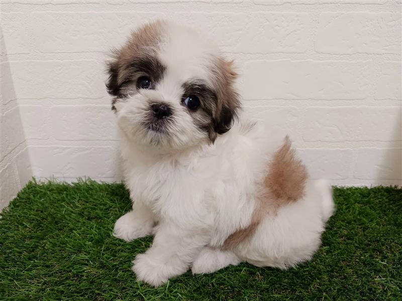 千葉県のマルズー/マルシーズ(マルチーズ×シーズー) (ワンニャンハウス幕張店/2025年9月15日生まれ/女の子/ゴールドホワイト)の子犬の1枚目の画像