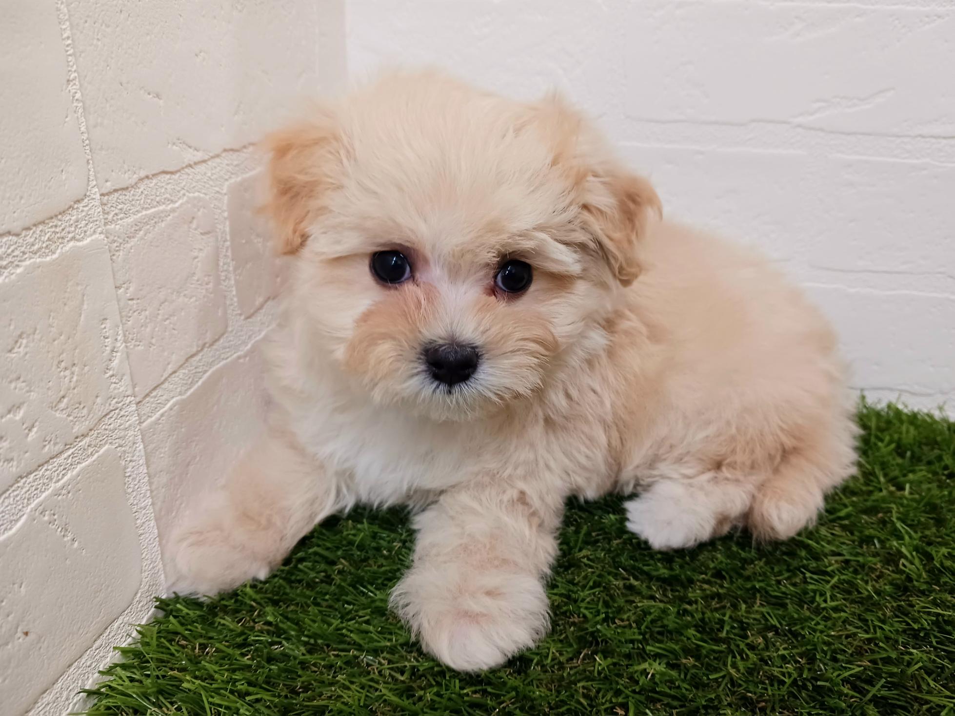 千葉県のマルプー(マルチーズ×プードル) (ワンニャンハウス幕張店/2025年9月15日生まれ/男の子/クリーム)の子犬の3枚目の画像