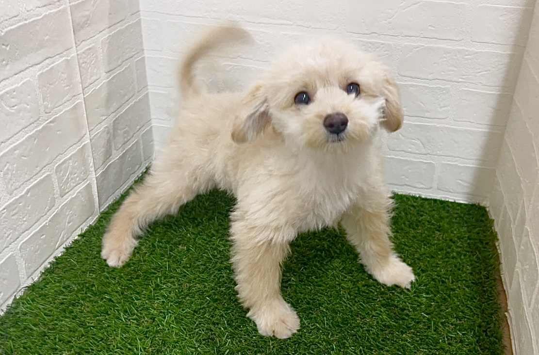 千葉県のポメプー(ポメラニアン×プードル) (ワンニャンハウス幕張店/2025年12月6日生まれ/男の子/アプリコット)の子犬の4枚目の画像